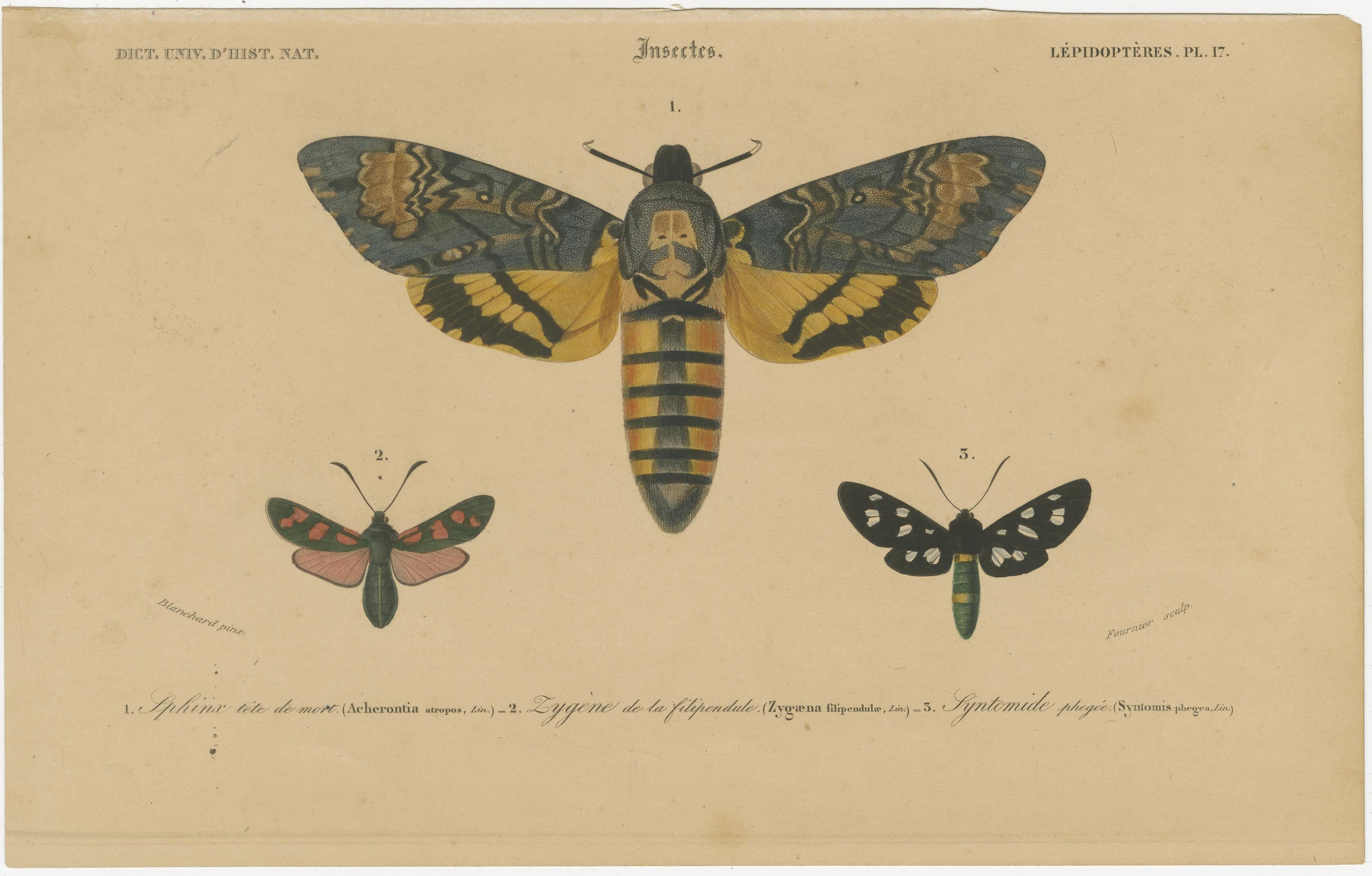 Antike handkolorierte Moth- und Schmetterlingsdrucke – seltene Illustrationen aus dem 19. Jahrhundert im Zustand „Gut“ im Angebot in Langweer, NL