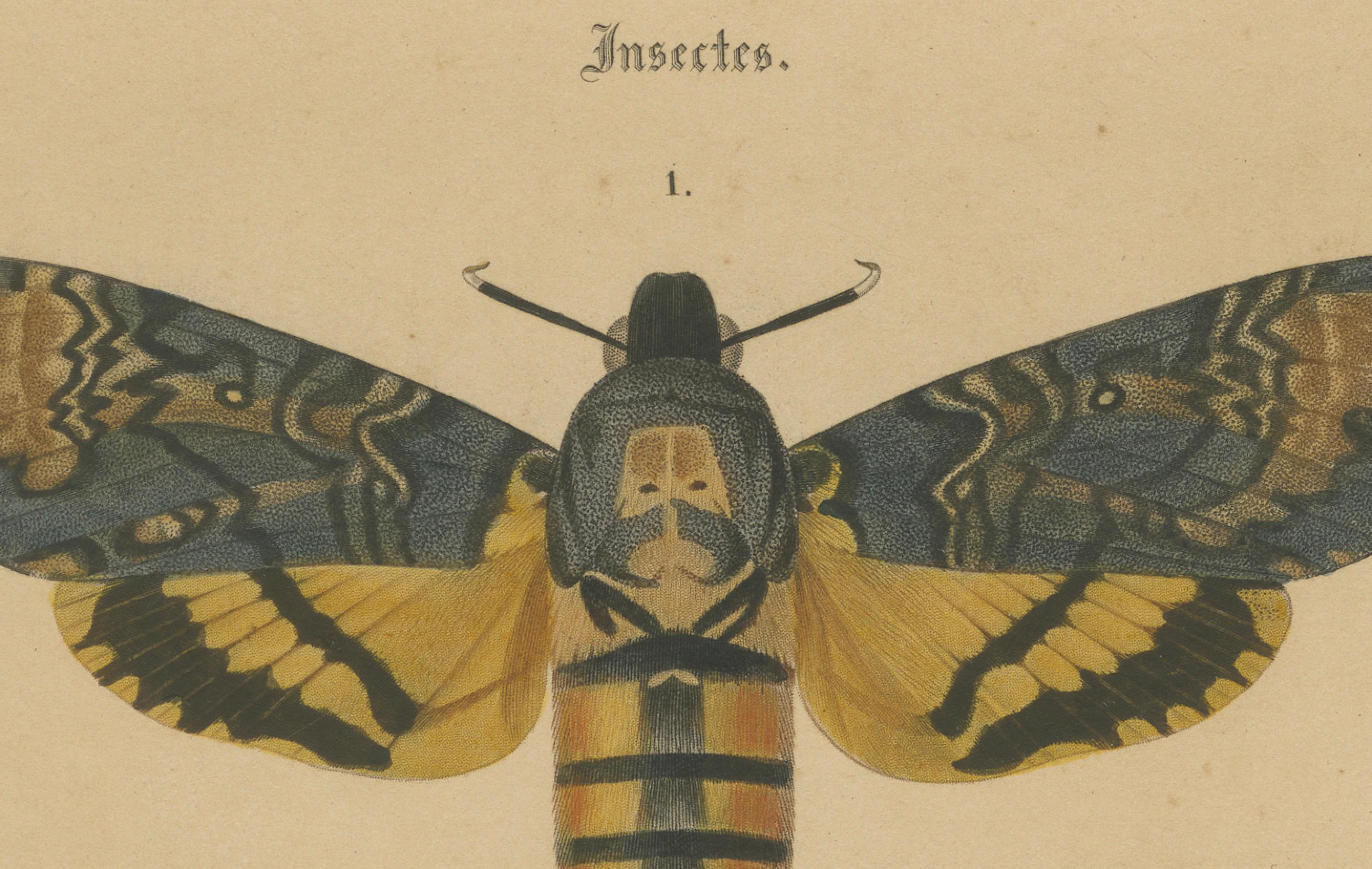 Antike handkolorierte Moth- und Schmetterlingsdrucke – seltene Illustrationen aus dem 19. Jahrhundert (Mittleres 19. Jahrhundert) im Angebot