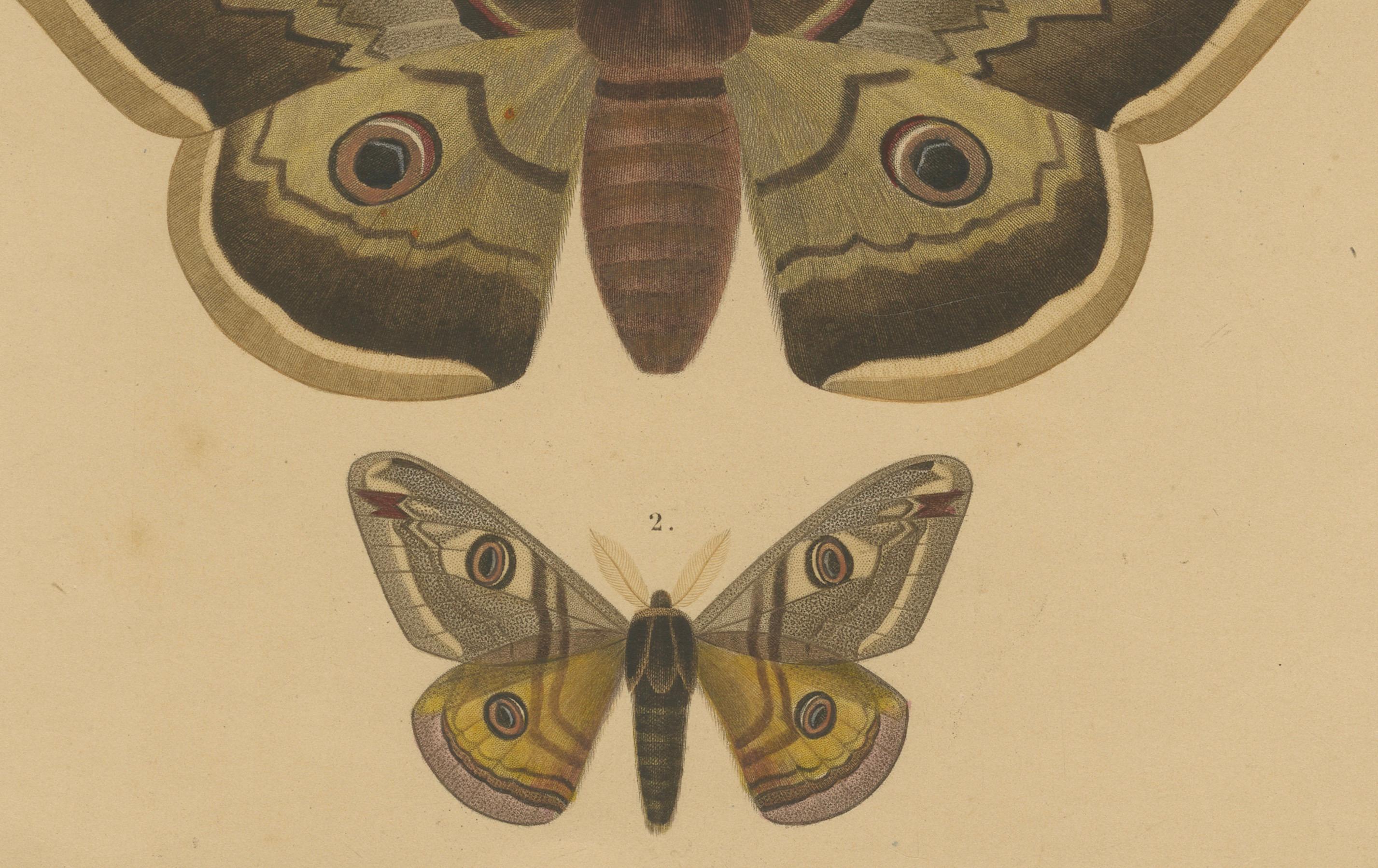 Antike handkolorierte Moth- und Schmetterlingsdrucke – seltene Illustrationen aus dem 19. Jahrhundert (Papier) im Angebot