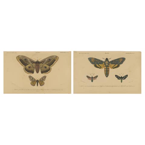 Antique Hand-Colored Moth and Butterfly Prints - Rare 19th-Century Illustrations