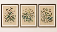 Antique Hand-Colored Moths & Butterflies on Wildflowers, Set of Three, 1883