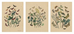 Antique Hand-Colored Moths & Butterflies on Wildflowers, Set of Three, 1883