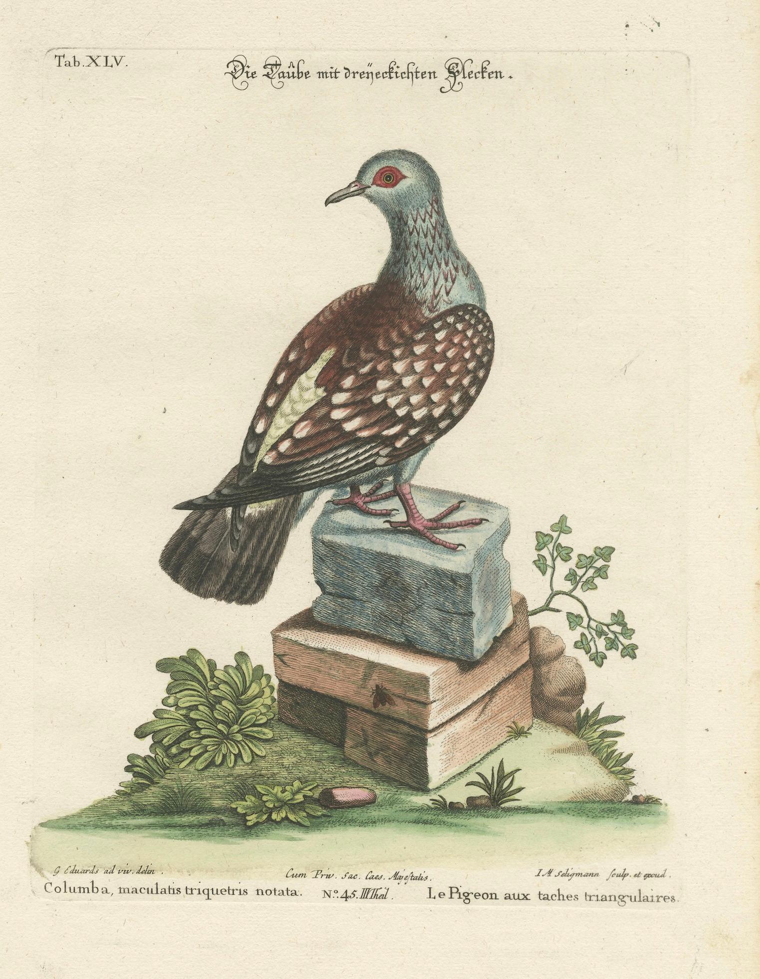Antique Hand-Colored Pigeon Engraving, Copperplate, Circa 1770