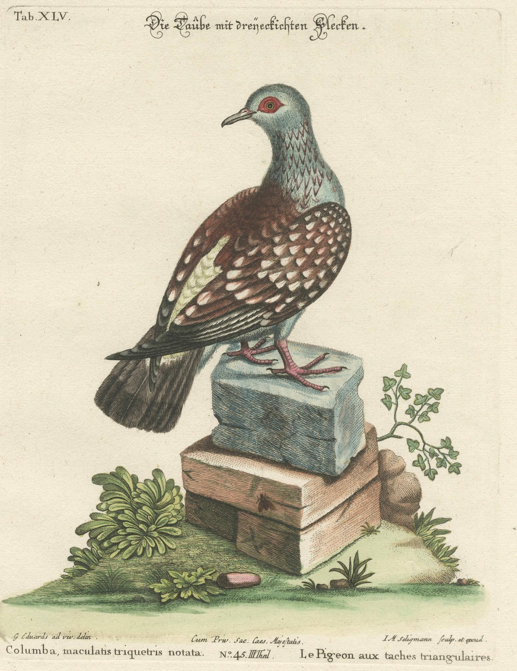 Antique Hand-Colored Pigeon Engraving, Copperplate, Circa 1770