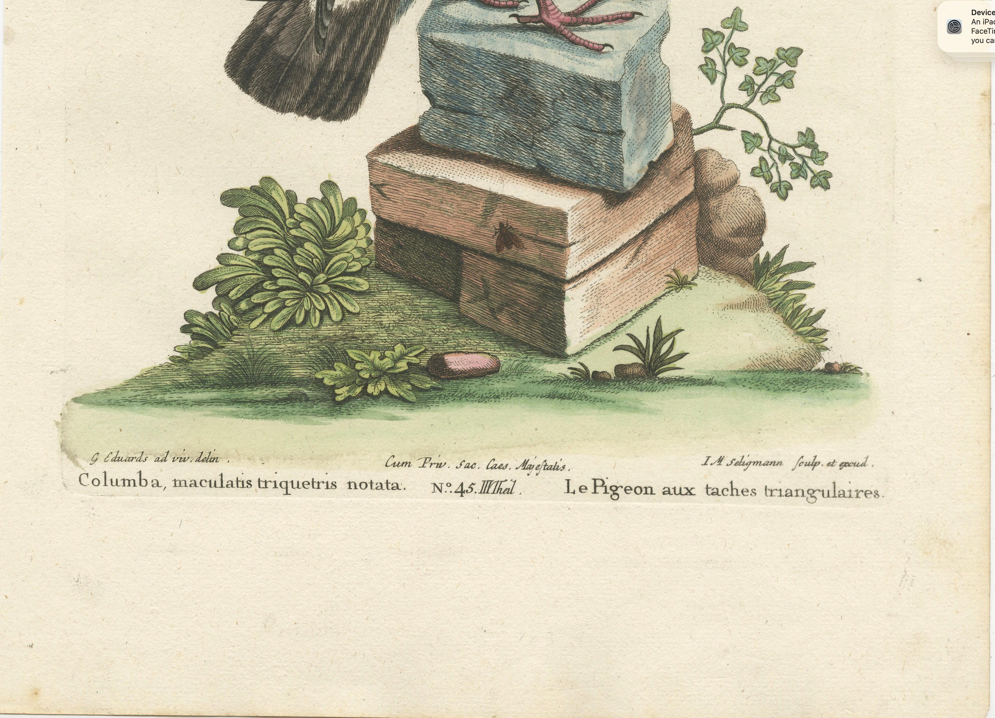 Antique Hand-Colored Pigeon Engraving, Copperplate, Circa 1770