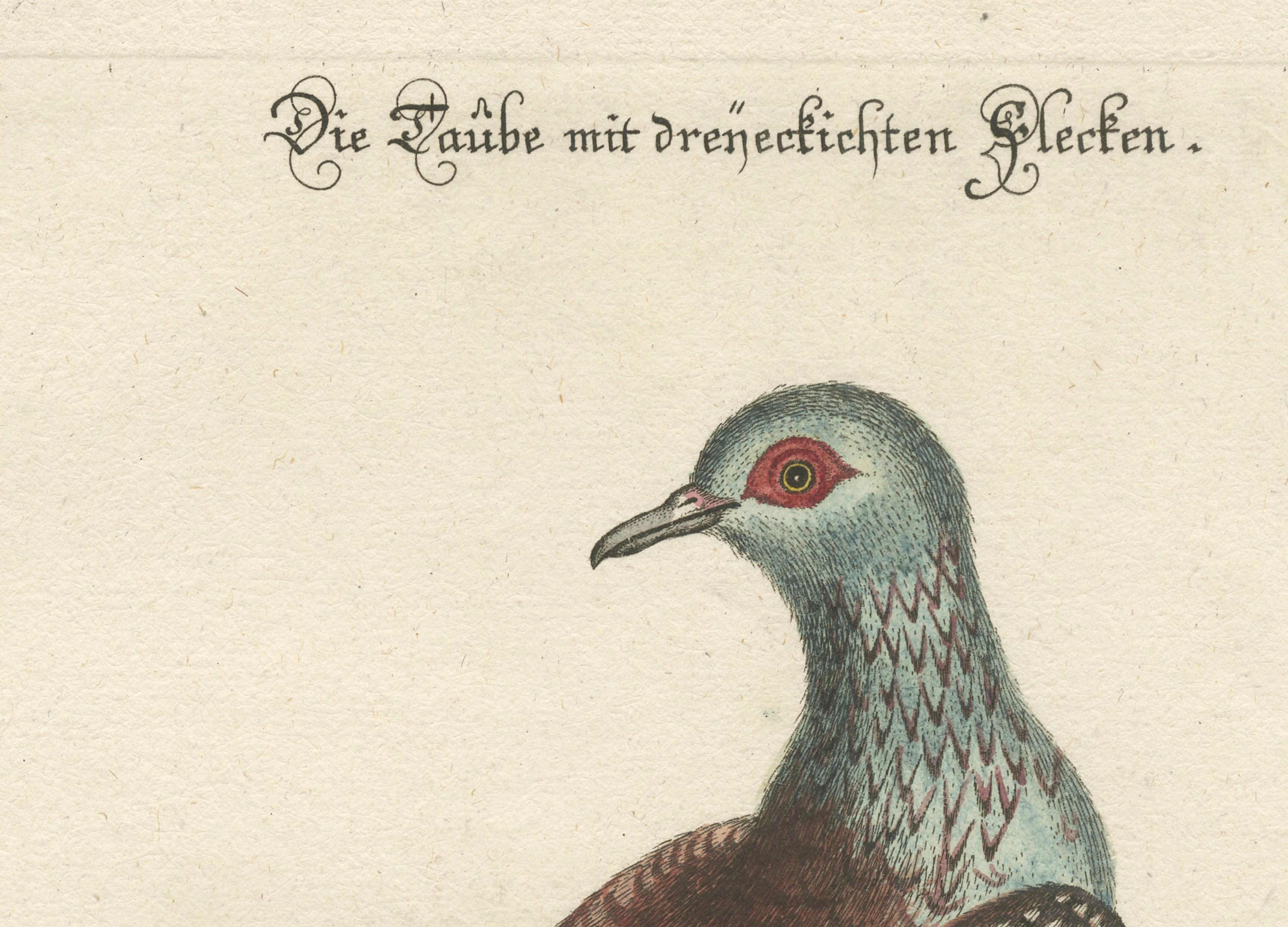 Antique Hand-Colored Pigeon Engraving, Copperplate, Circa 1770