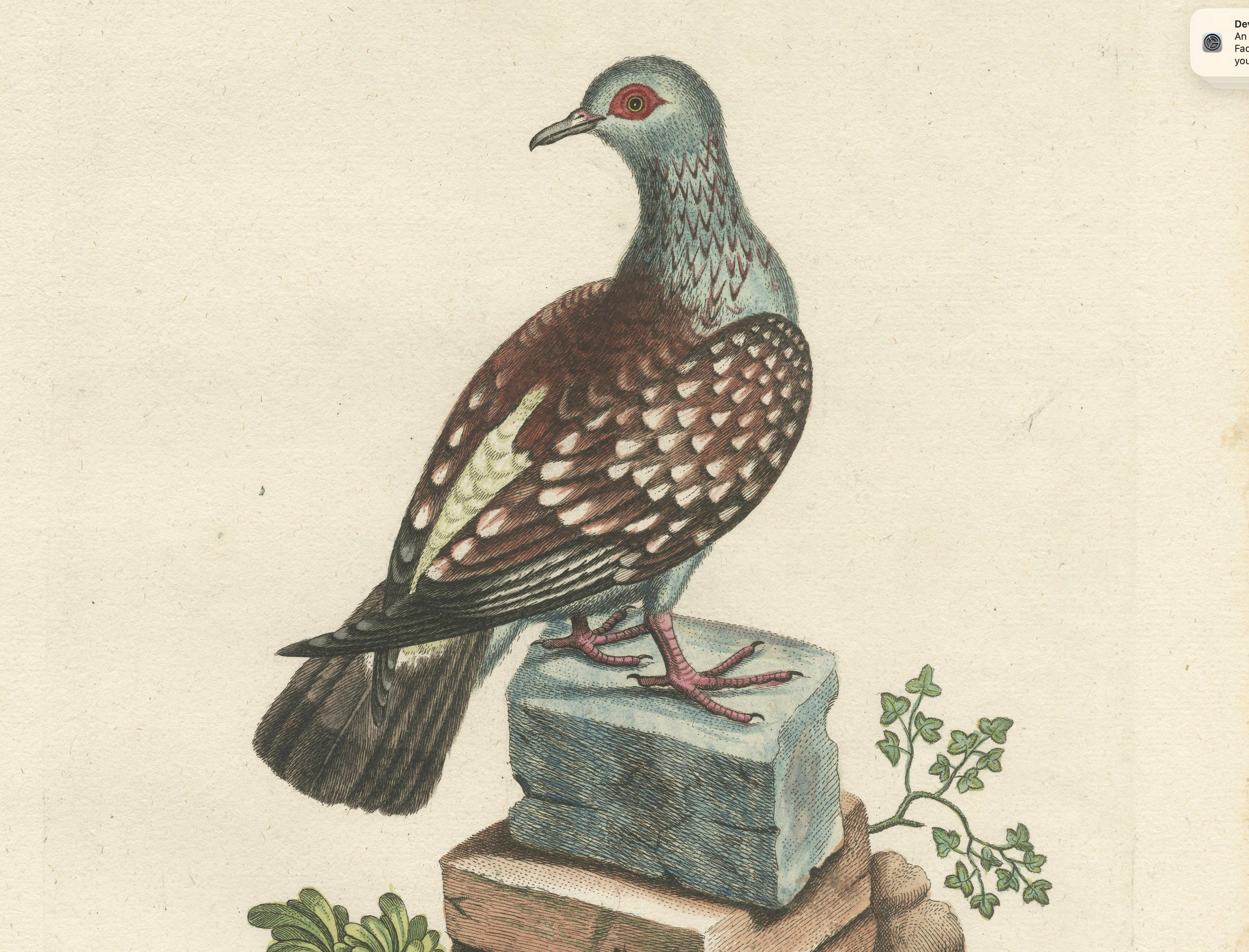 Antique Hand-Colored Pigeon Engraving, Copperplate, Circa 1770