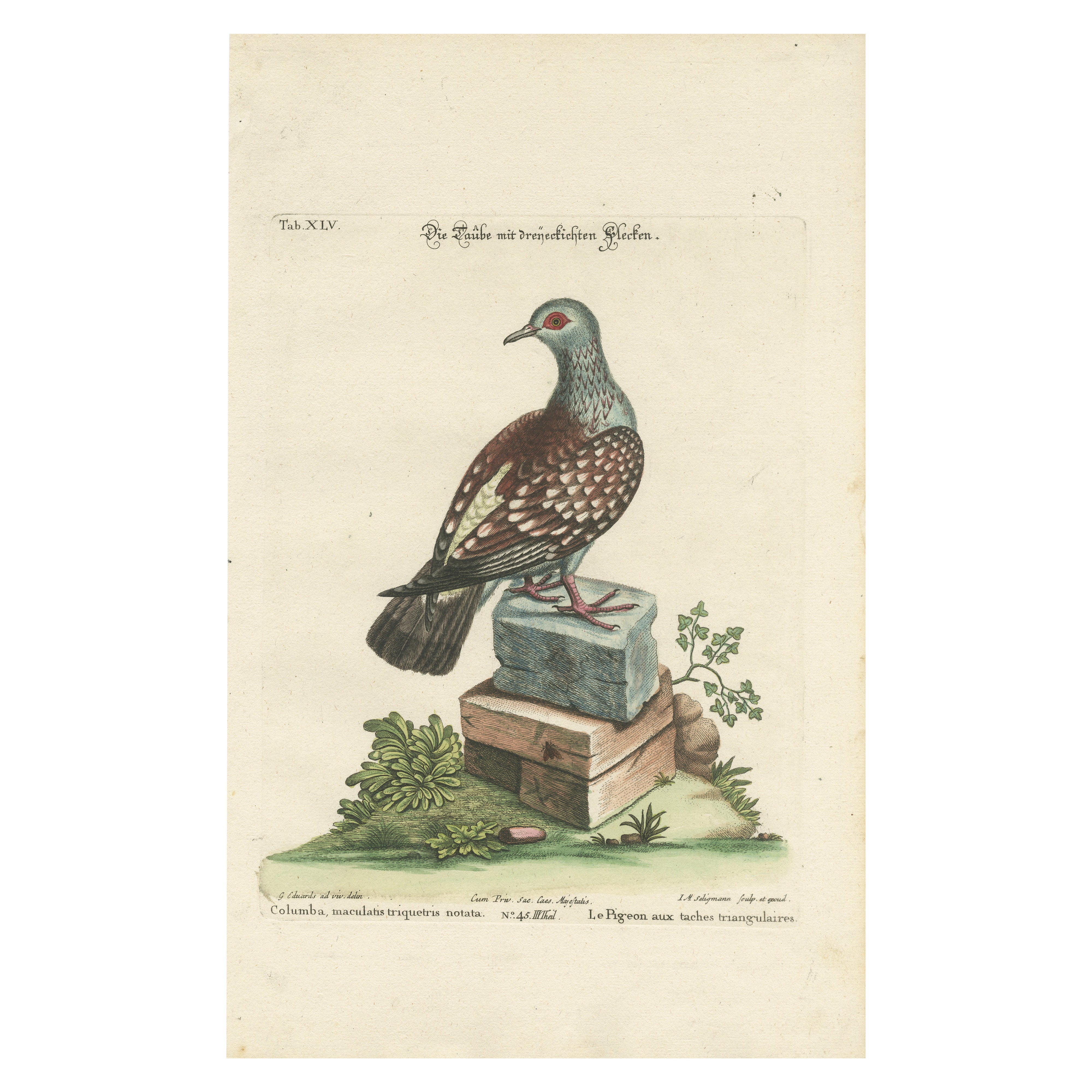 Antique Hand-Colored Pigeon Engraving, Copperplate, Circa 1770