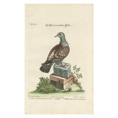 Antique Hand-Colored Pigeon Engraving, Copperplate, Circa 1770