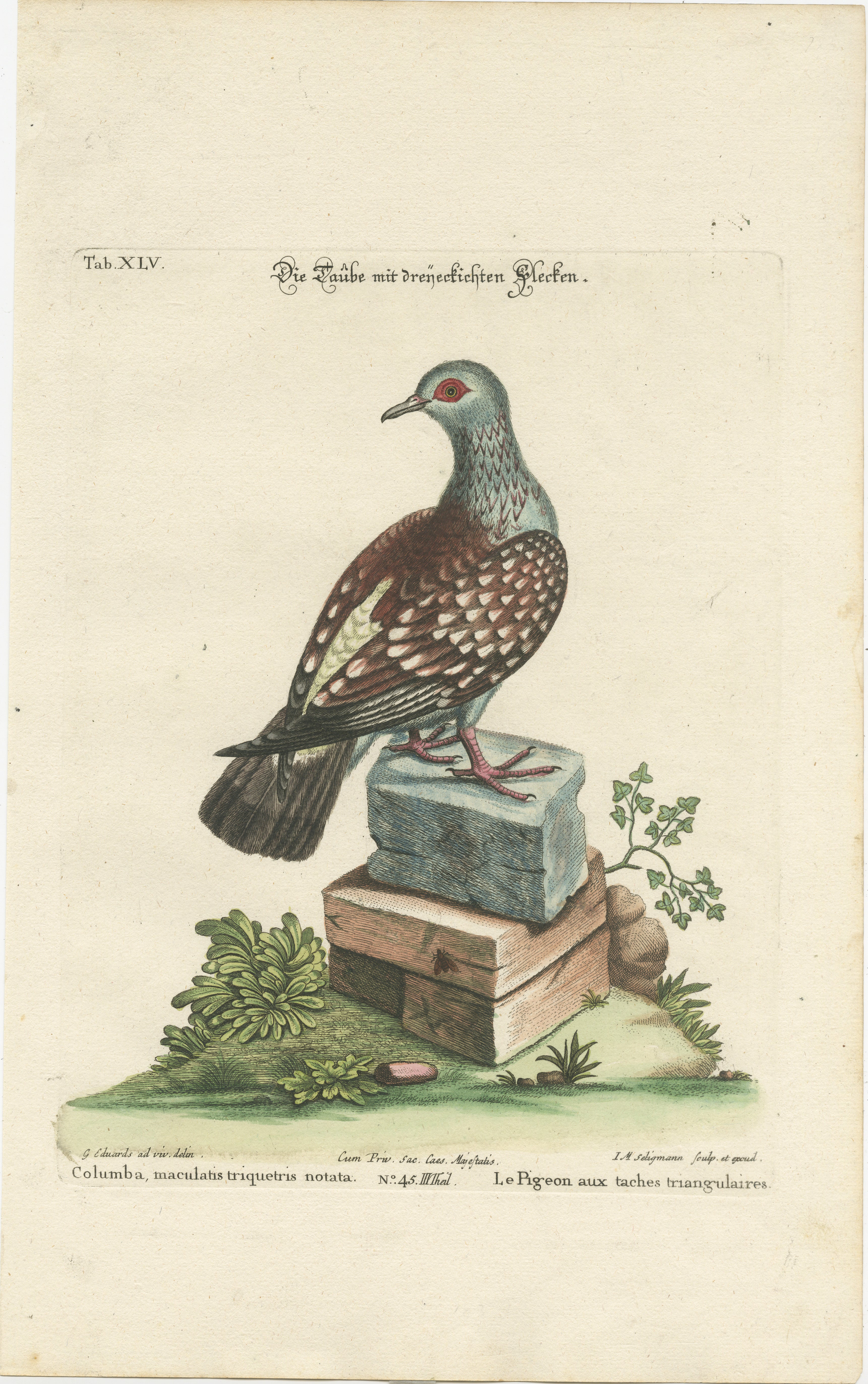 Antique Hand-Colored Pigeon Engraving, Copperplate, Circa 1770