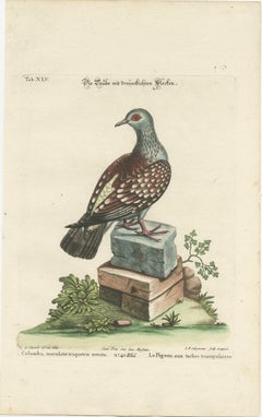 Antique Hand-Colored Pigeon Engraving, Copperplate, Circa 1770