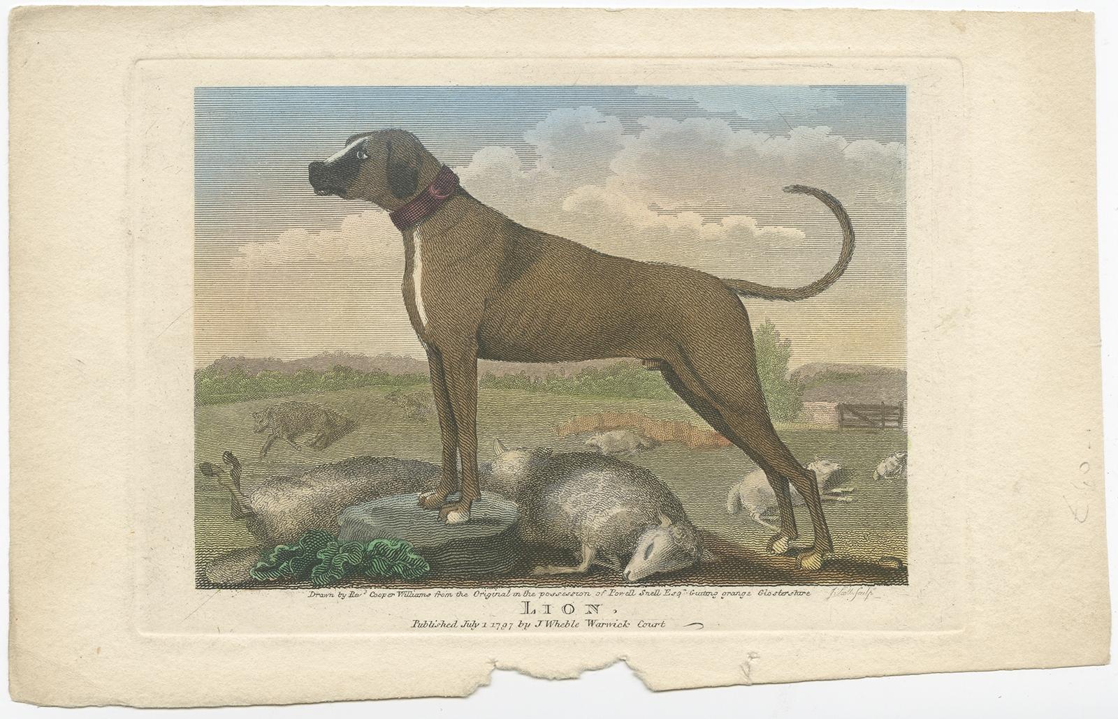 Antique print titled 'Lion'. Engraving of a dog and sheep/hunting scene. Published by J. Wheble 1797. 

Artists and Engravers: Engraved by J. Scott.

Condition: Good, small piece missing. Please study image carefully.