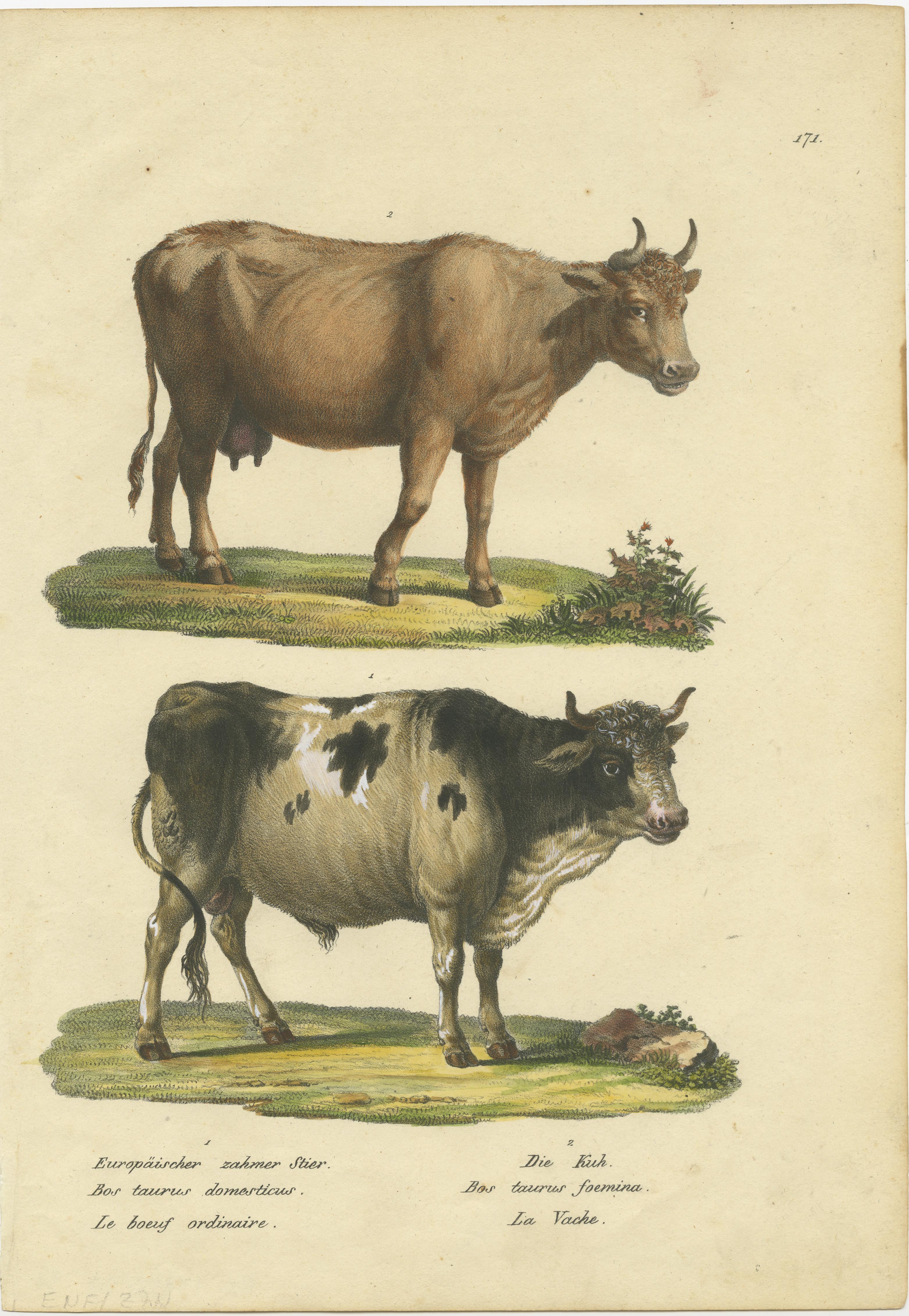 Antique print titled 'Europäischer zahmer Stier - Die Kuh'. Original antique print of a European bull and cow. This print originates from 'Naturhistorische Abbildungen der Saeugethiere' by Schinz. Published 1824. Lithographs by Brodtmann.