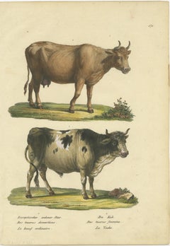 Stampa antica colorata a mano di un toro e una mucca europei