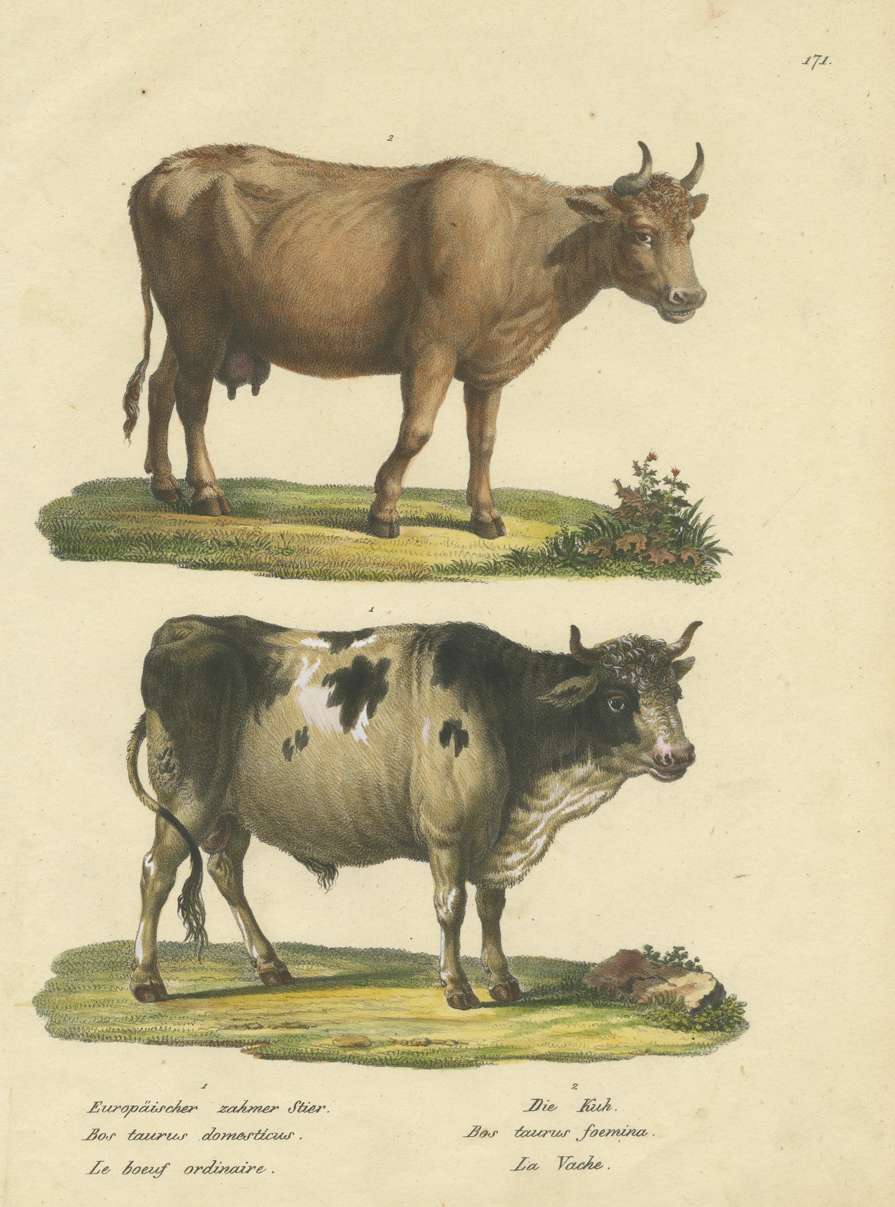 Antiker handkolorierter Druck eines europäischen Stiers und einer Kuh im Zustand „Gut“ im Angebot in Langweer, NL