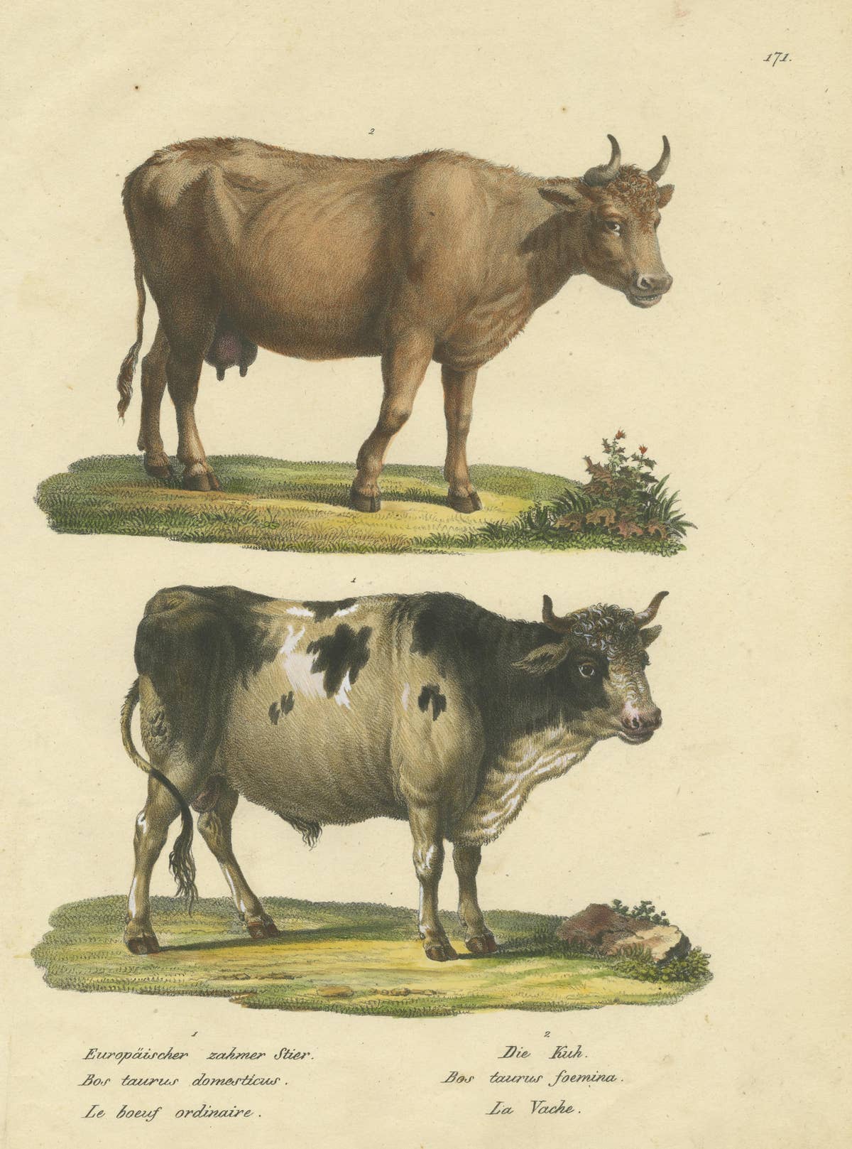 Antique Hand Colored Print of a European Bull and Cow
