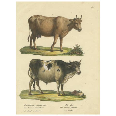 Antique Hand Colored Print of a European Bull and Cow