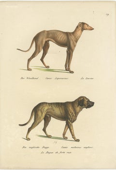 Antique Hand Colored Print of a Greyhound and English Greyhound Dog, 1824