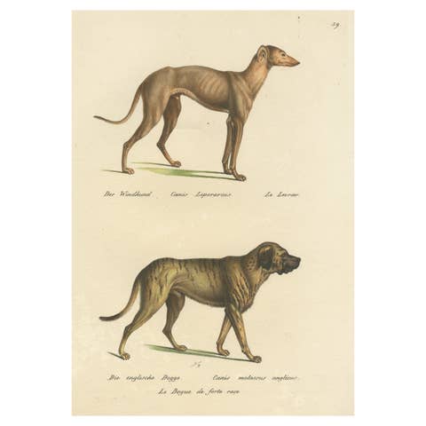 Antique Hand Colored Print of a Greyhound and English Greyhound Dog, 1824