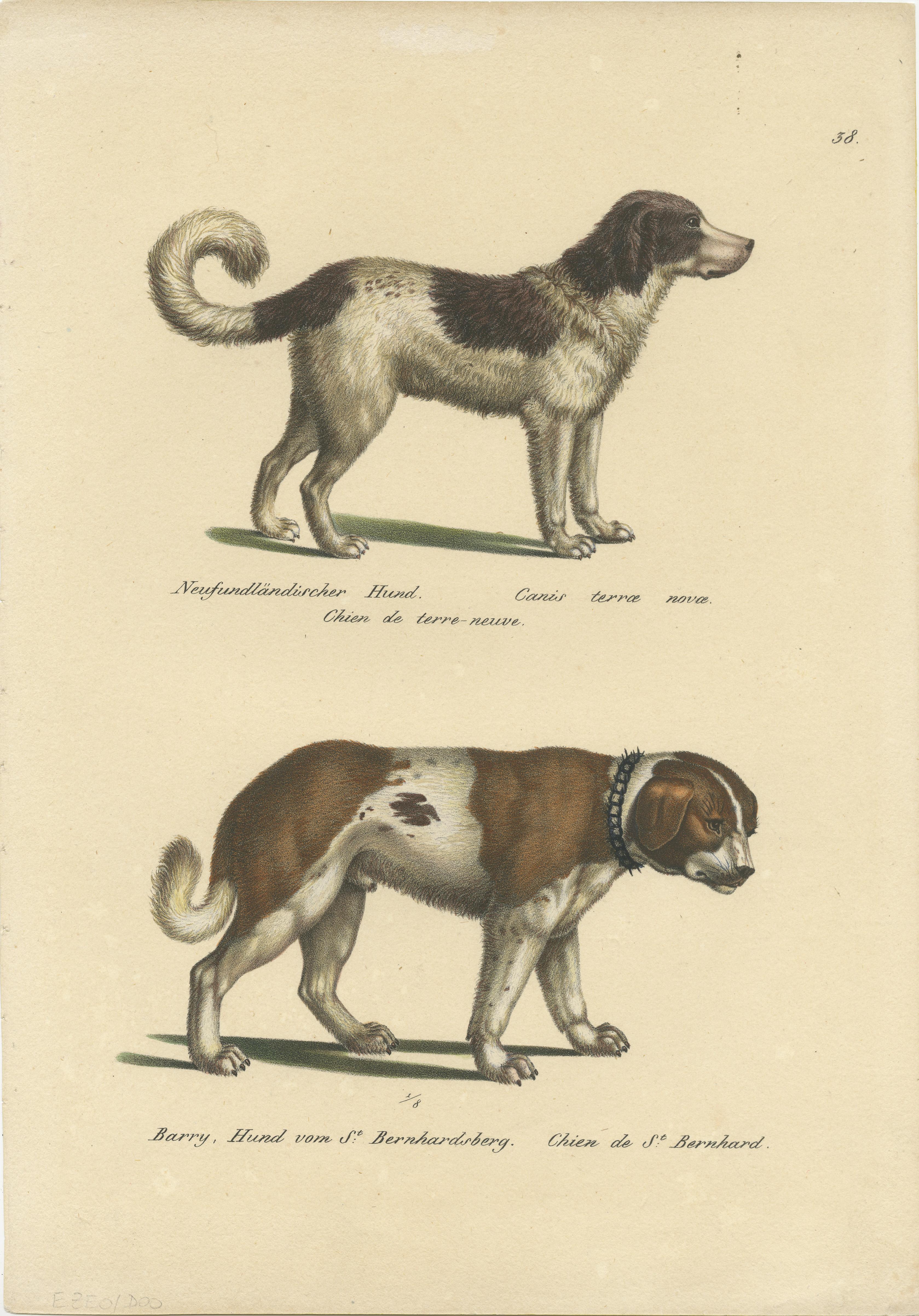Grabado antiguo titulado 'Neufundländischer Hund (..) - Barry, Hund vom St. Bernhardsberg (..)'. Grabado original antiguo de un perro Terranova y San Bernardo. Este grabado procede de 