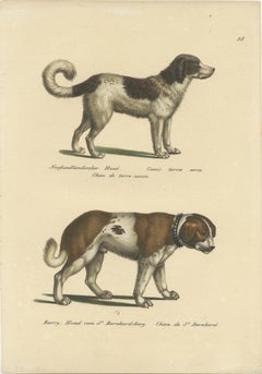 Antique Hand Colored Print of a Newfoundland and St. Bernard Dog