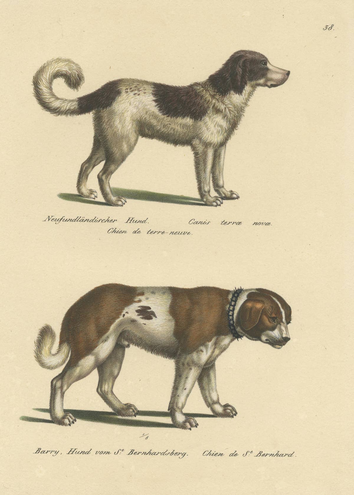 Antique Hand Colored Print of a Newfoundland and St. Bernard Dog