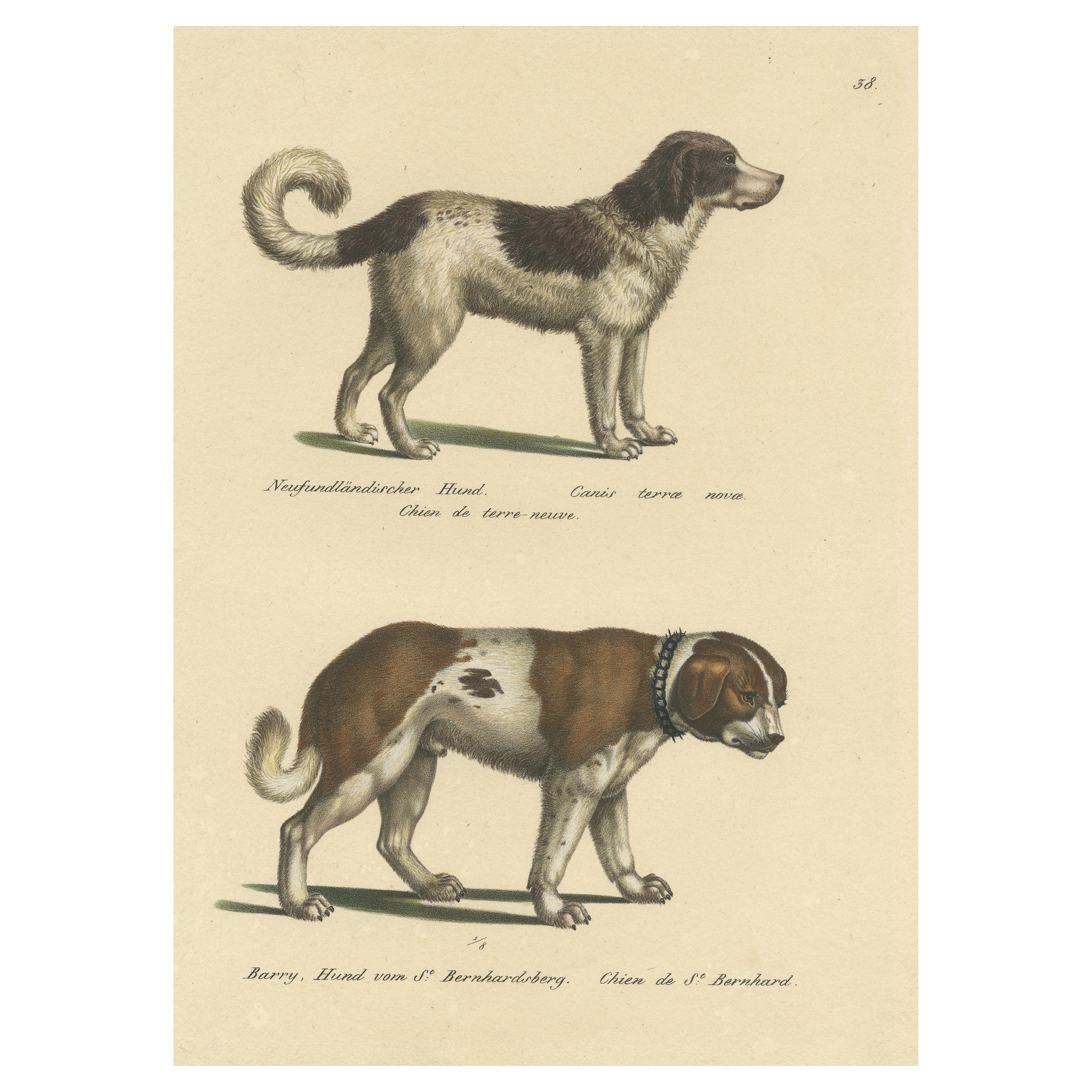 Impression ancienne colorée à la main d'un chien du Nouveau-foundland et de Saint- Bernard