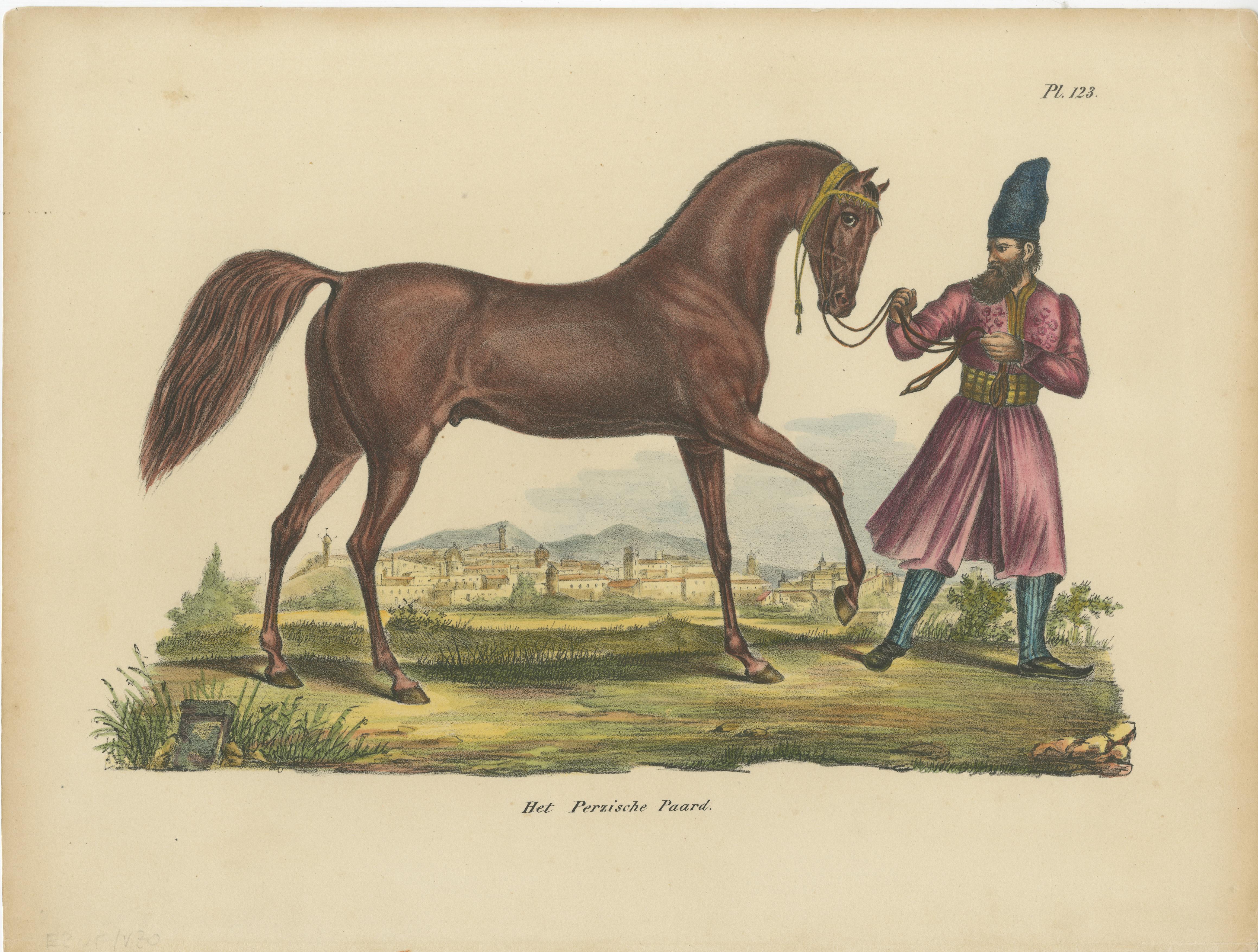 Antique print titled 'Het Perzische Paard'. Old hand colored print of a Persian horse. This print originates from 'Volledige natuurlijke historie der zoogdieren: volgens de nieuwste onderzoekingen en ontdekkingen' by Heinrich Schinz. Published by