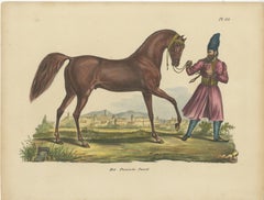 Antique Hand Colored Print of a Persian Horse