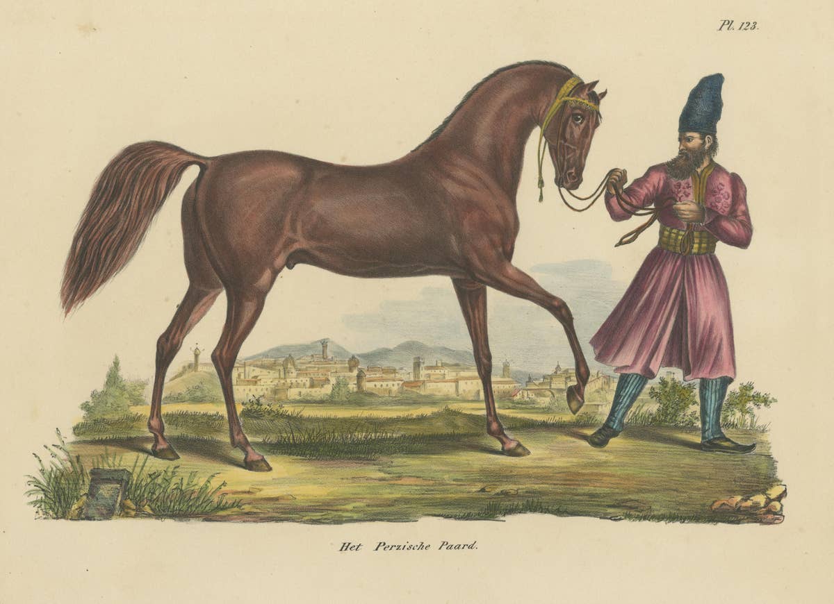Antique Hand Colored Print of a Persian Horse