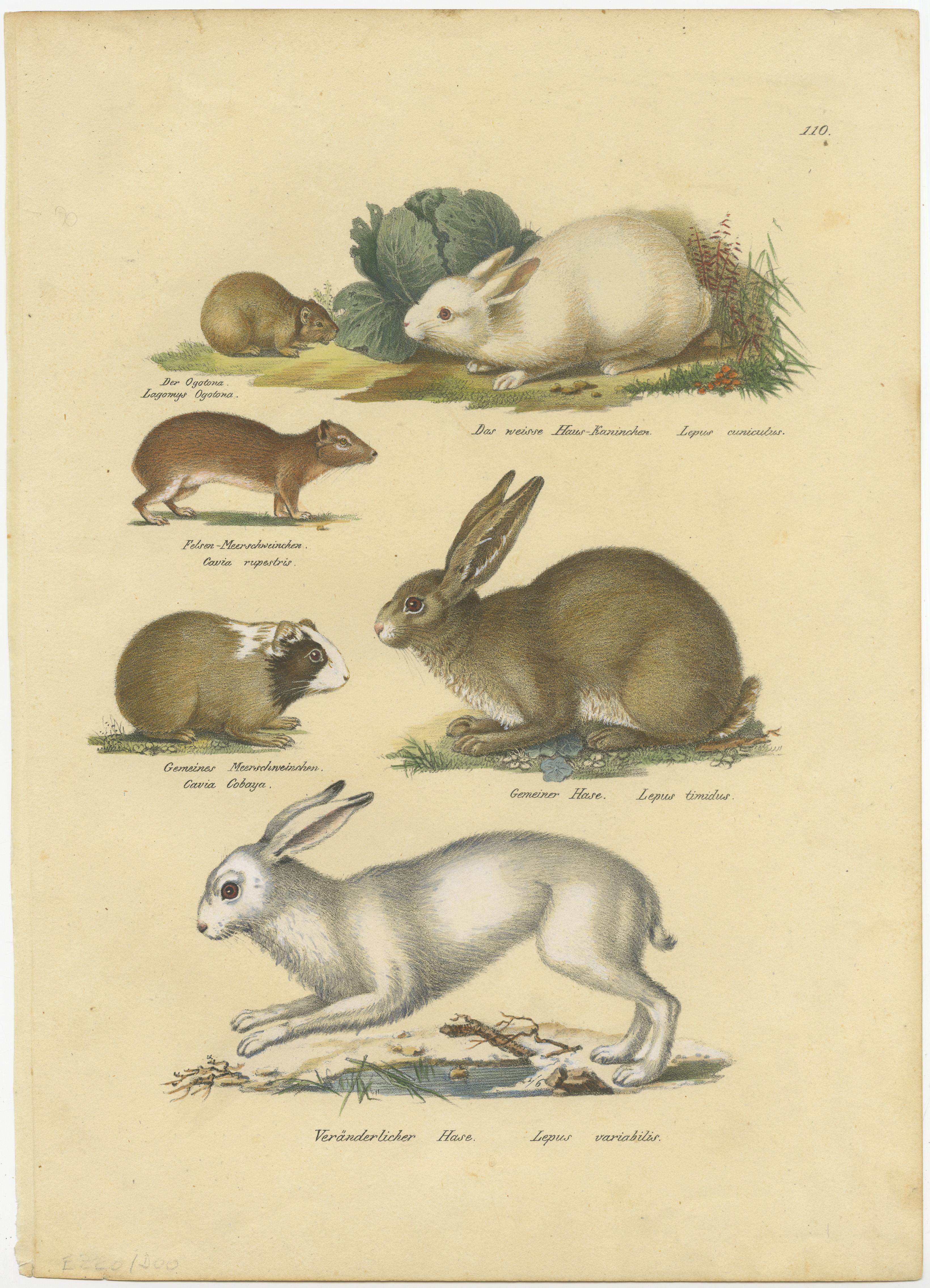 Antique print titled 'Der ogotona (..) - Gemeiner Hase (..) - Veränderlicher Hase (..)'. Original antique print of a rabbit, hares, pika and other rodents. This print originates from 'Naturhistorische Abbildungen der Saeugethiere' by Schinz.
