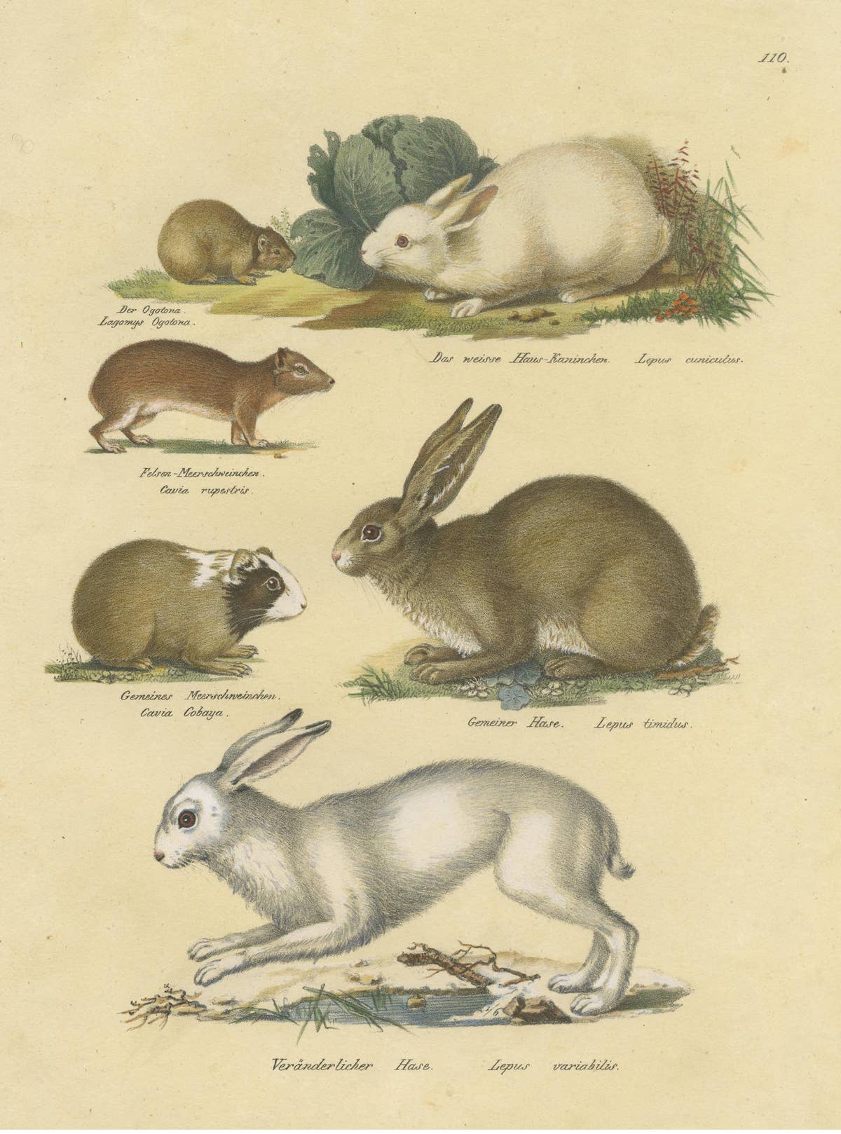 Antique Hand Colored Print of a Rabbit, Hares, Pika and Other Rodents