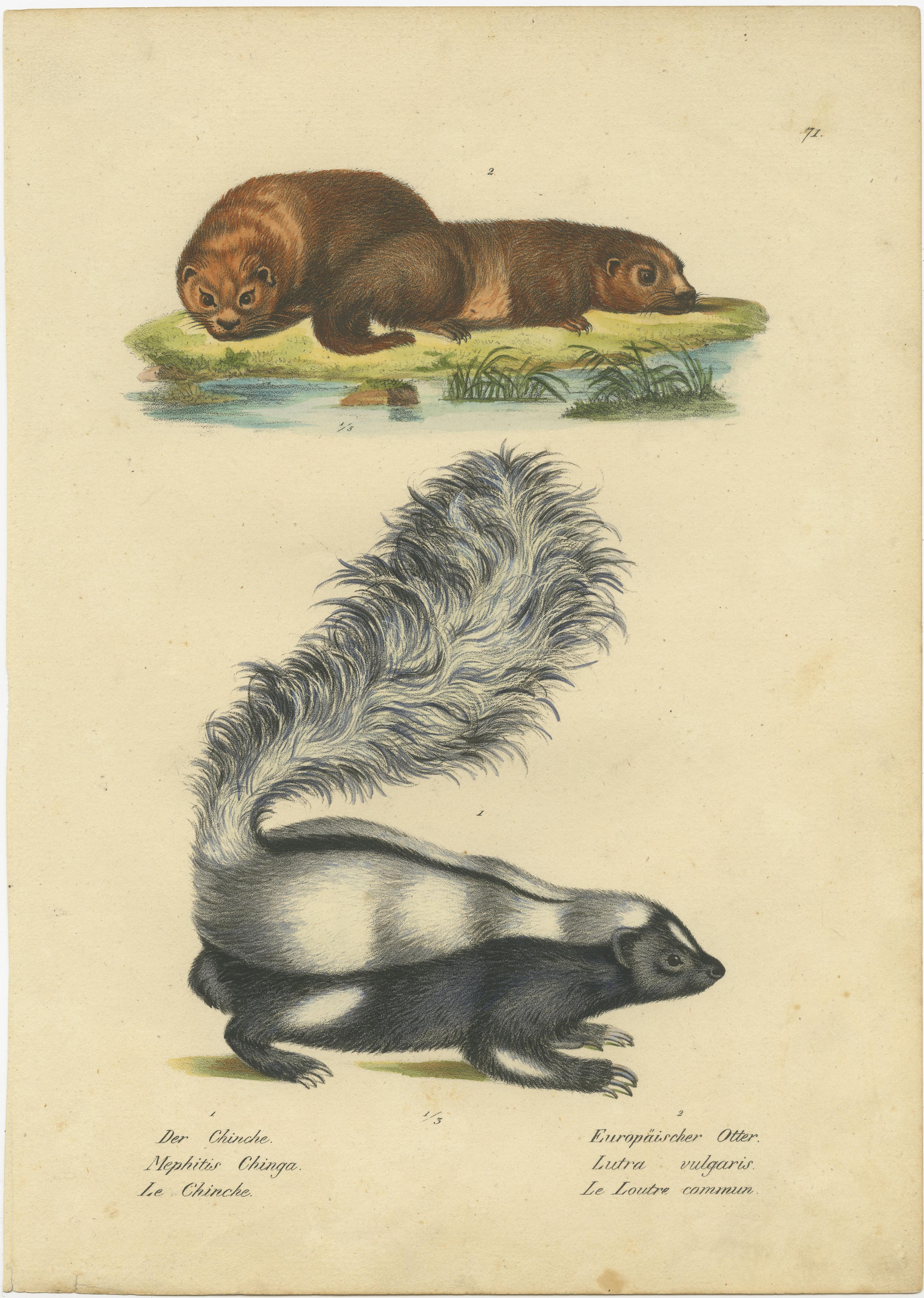 Antique print titled 'Der Chinche- Europäischer Otter'. Original antique print of a skunk and European otter. This print originates from 'Naturhistorische Abbildungen der Saeugethiere' by Schinz. Published 1824. Lithographs by Brodtmann.