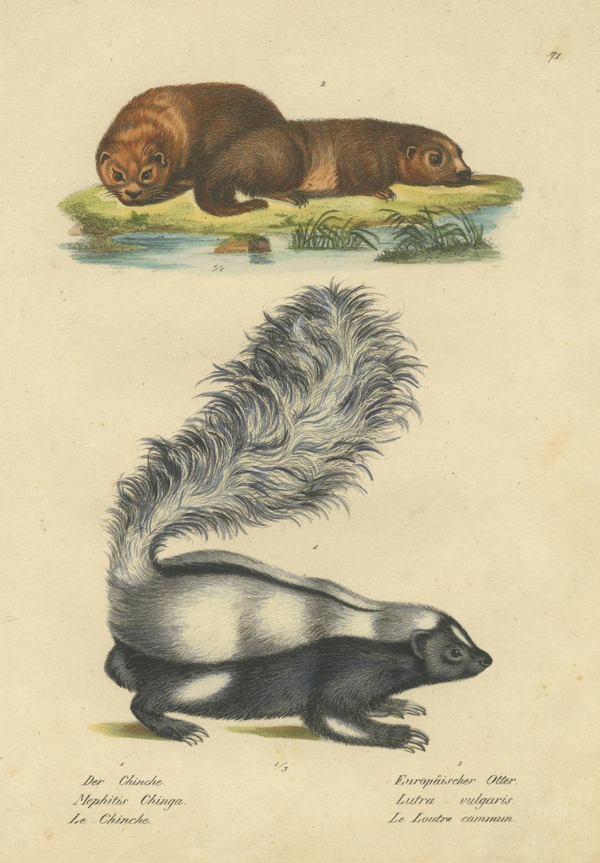 Antique Hand Colored Print of a Skunk and European Otter