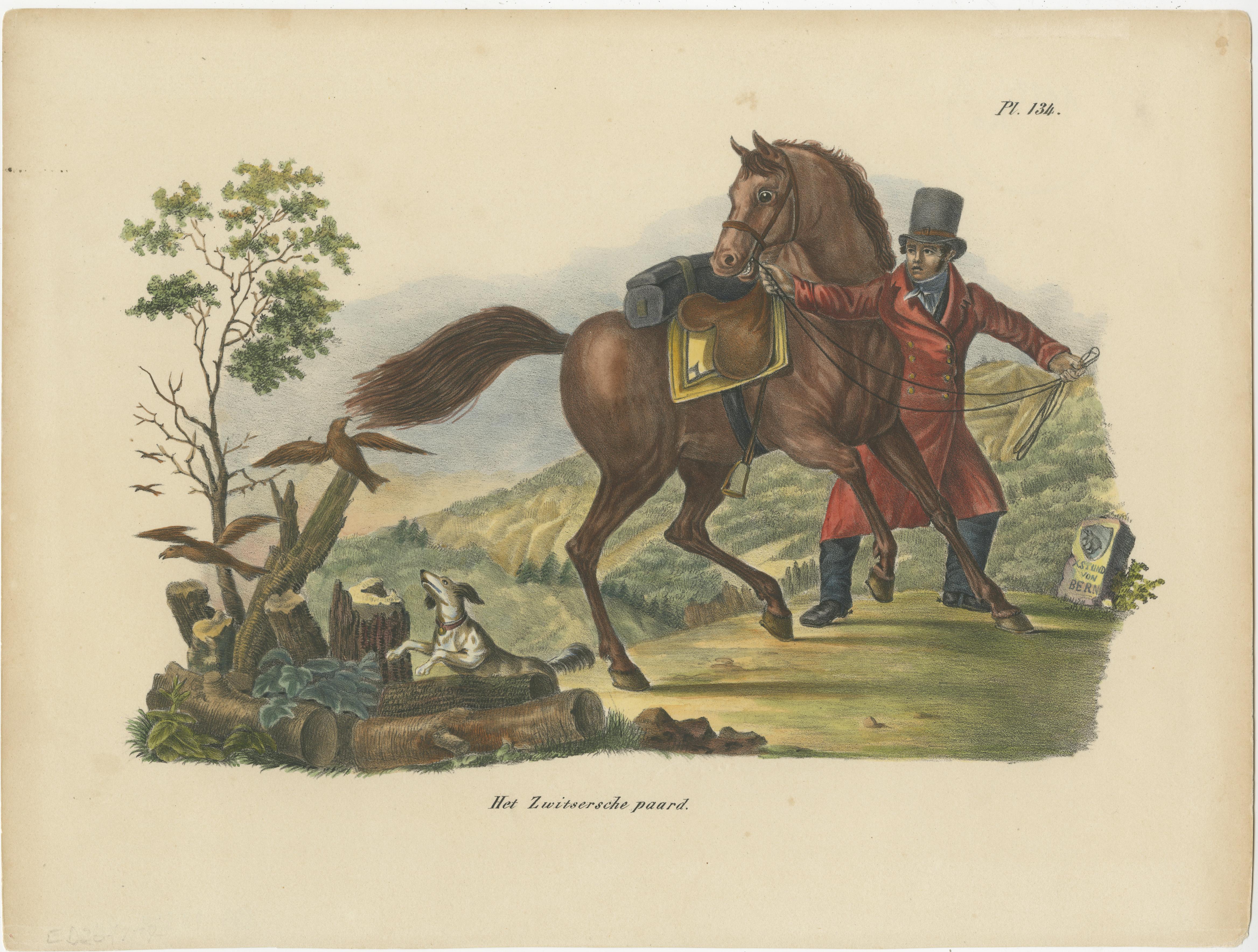 Antique print titled 'Het Zwitsersche paard'. Old hand colored print of a Swiss horse. This print originates from 'Volledige natuurlijke historie der zoogdieren: volgens de nieuwste onderzoekingen en ontdekkingen' by Heinrich Schinz. Published by