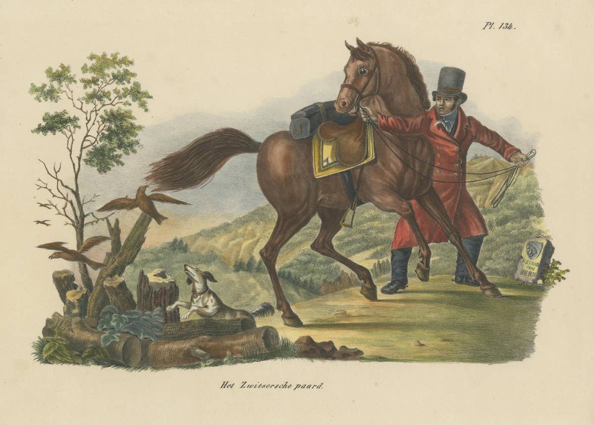 Antique Hand Colored Print of a Swiss Horse