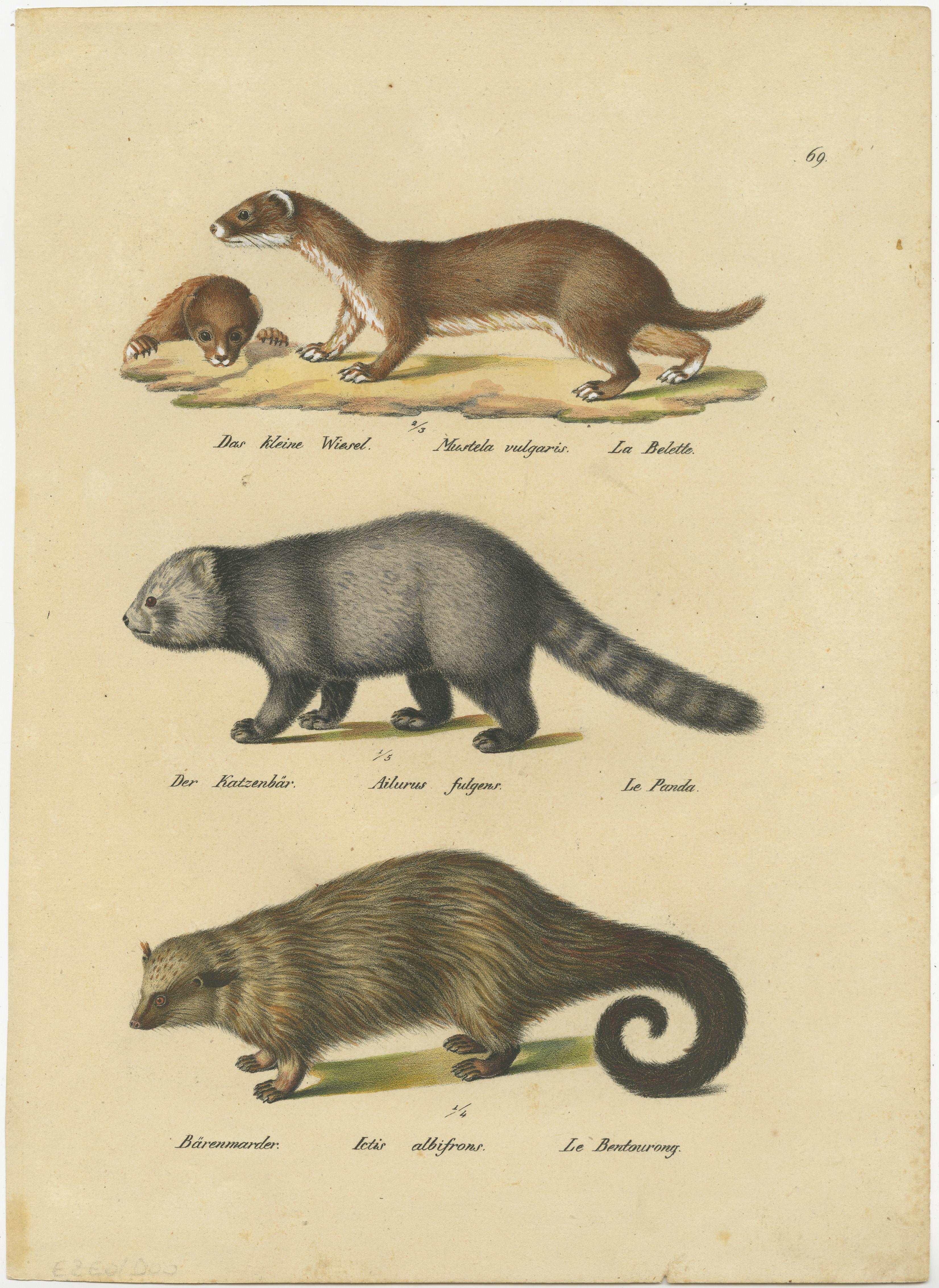 Antique print titled 'Das kleine Wiesel (.) - Der Katzenbär (.) - Bärenmarder (.)'. Original antique print of a small weasel, small panda, and wolverine. This print originates from 'Naturhistorische Abbildungen der Saeugethiere' by Schinz. Published