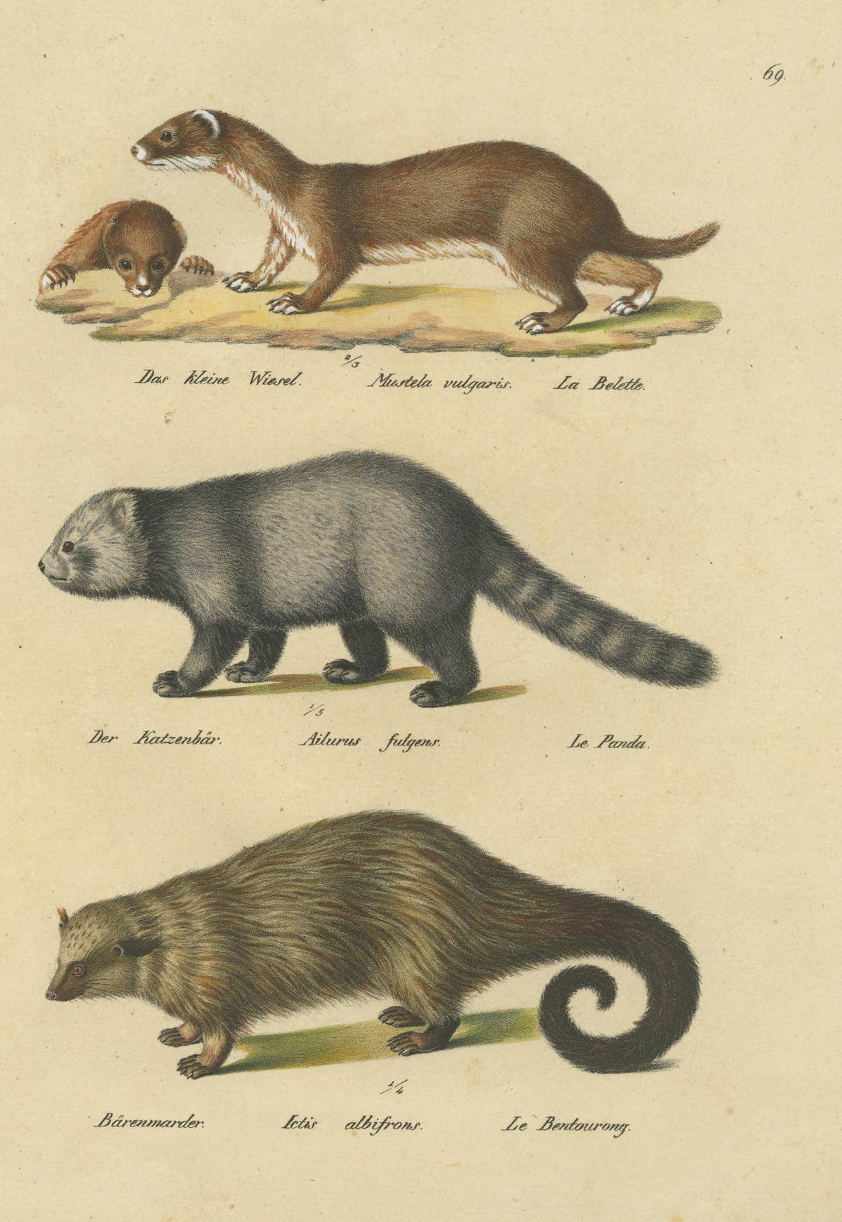 Antique Hand Colored Print of a Weasel, Panda and Wolverine
