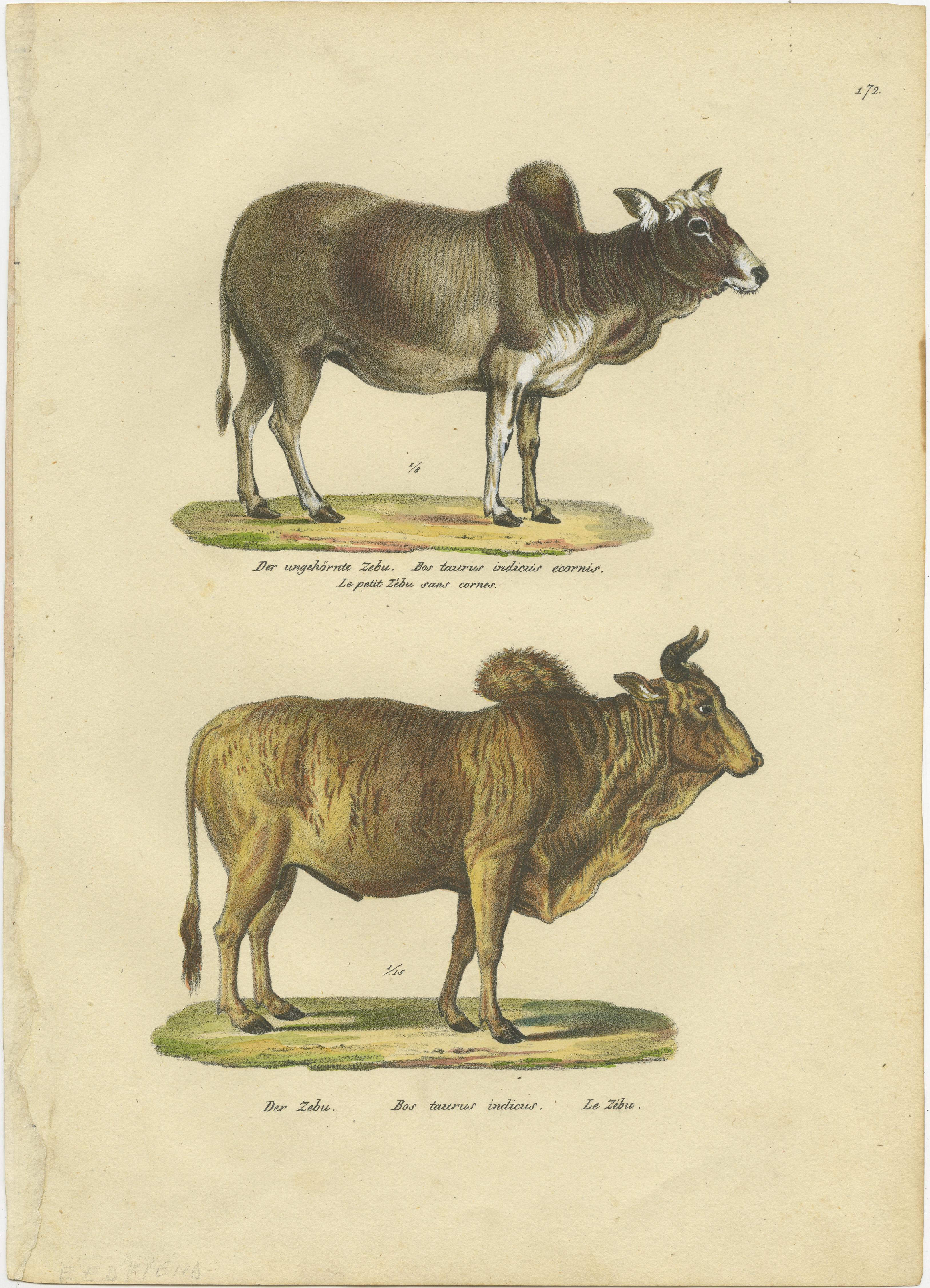 Antique print titled 'Der ungehörnte Zebu (..) - Der Zebu'. Original antique print of zebu and horned zebu. This print originates from 'Naturhistorische Abbildungen der Saeugethiere' by Schinz. Published 1824. Lithographs by Brodtmann.