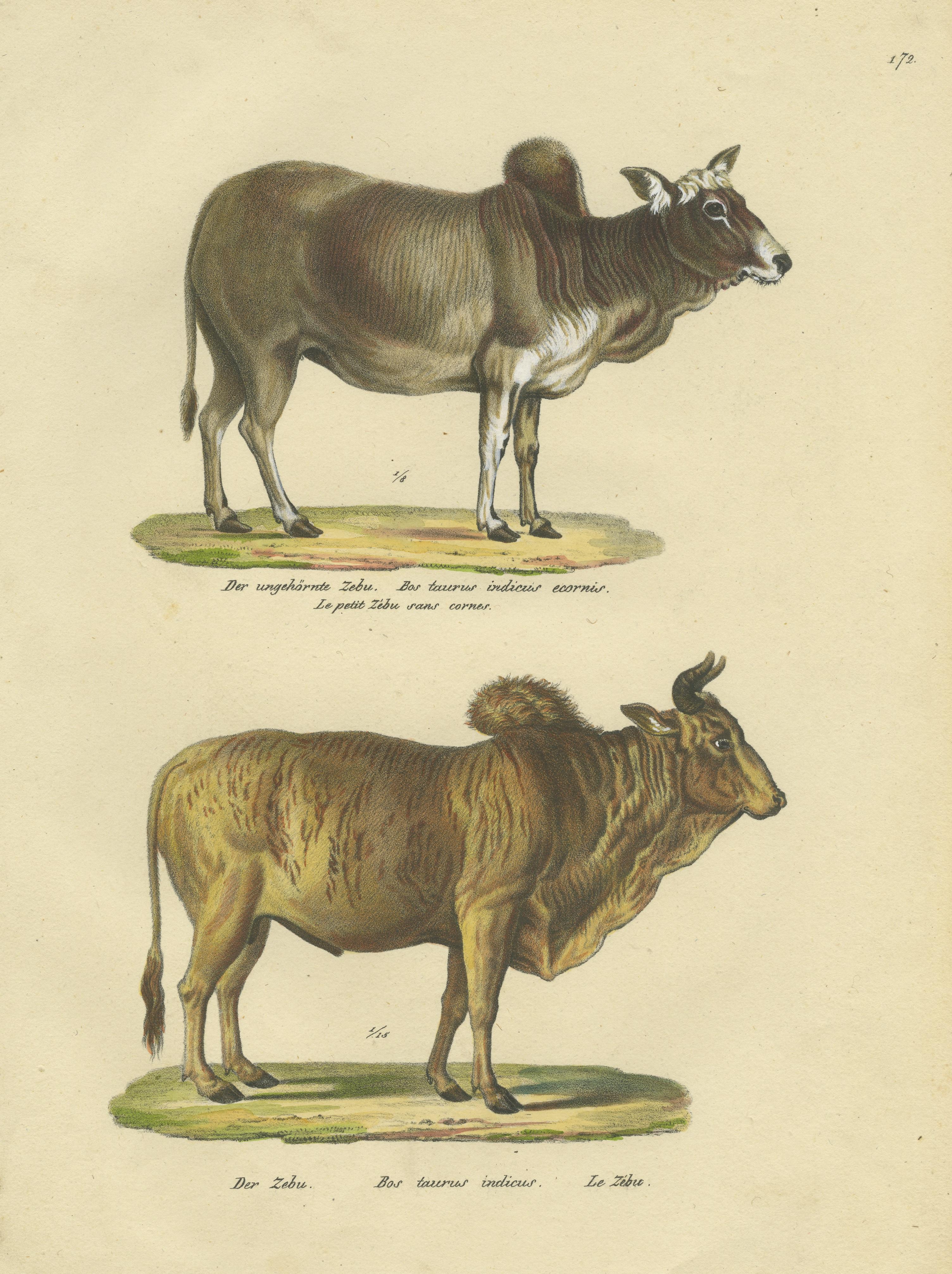Antique Hand Colored Print of a Zebu and Horned Zebu In Good Condition For Sale In Langweer, NL