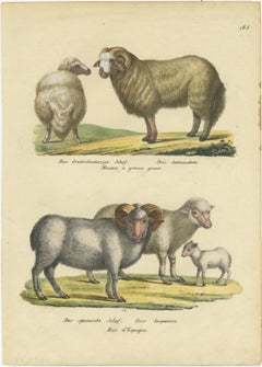 Antique Hand Colored Print of Broad-Tailed Sheep and Spanish Sheep