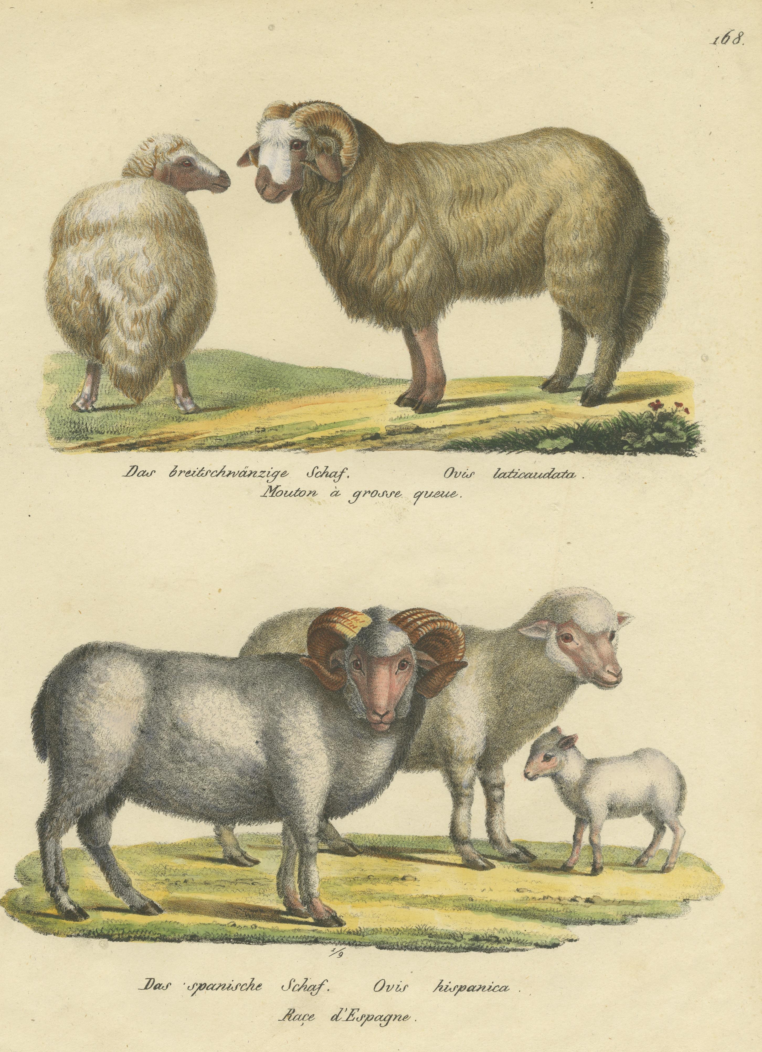 Impression ancienne colorée à la main de moutons à queue d'aronde et de moutons espagnols Bon état - En vente à Langweer, NL