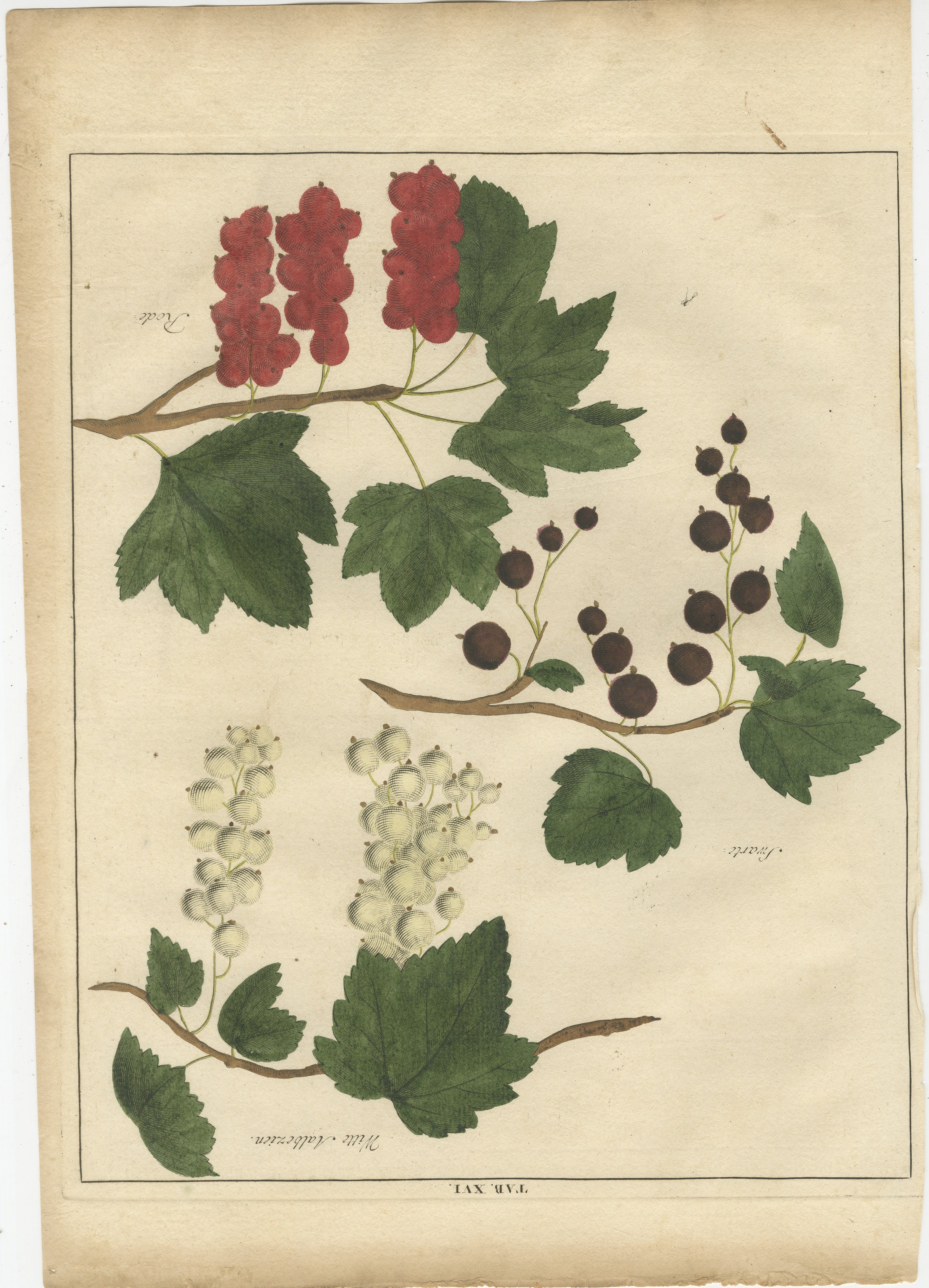 Antique print of white, black and red currants. Originates from 'Pomologia' by J. H. Knoop.

Artists and Engravers: Published by Johann Hermann Knoop (c.1700-1769).

Condition: Good, general age-related toning. Minor wear, blank verso. Please