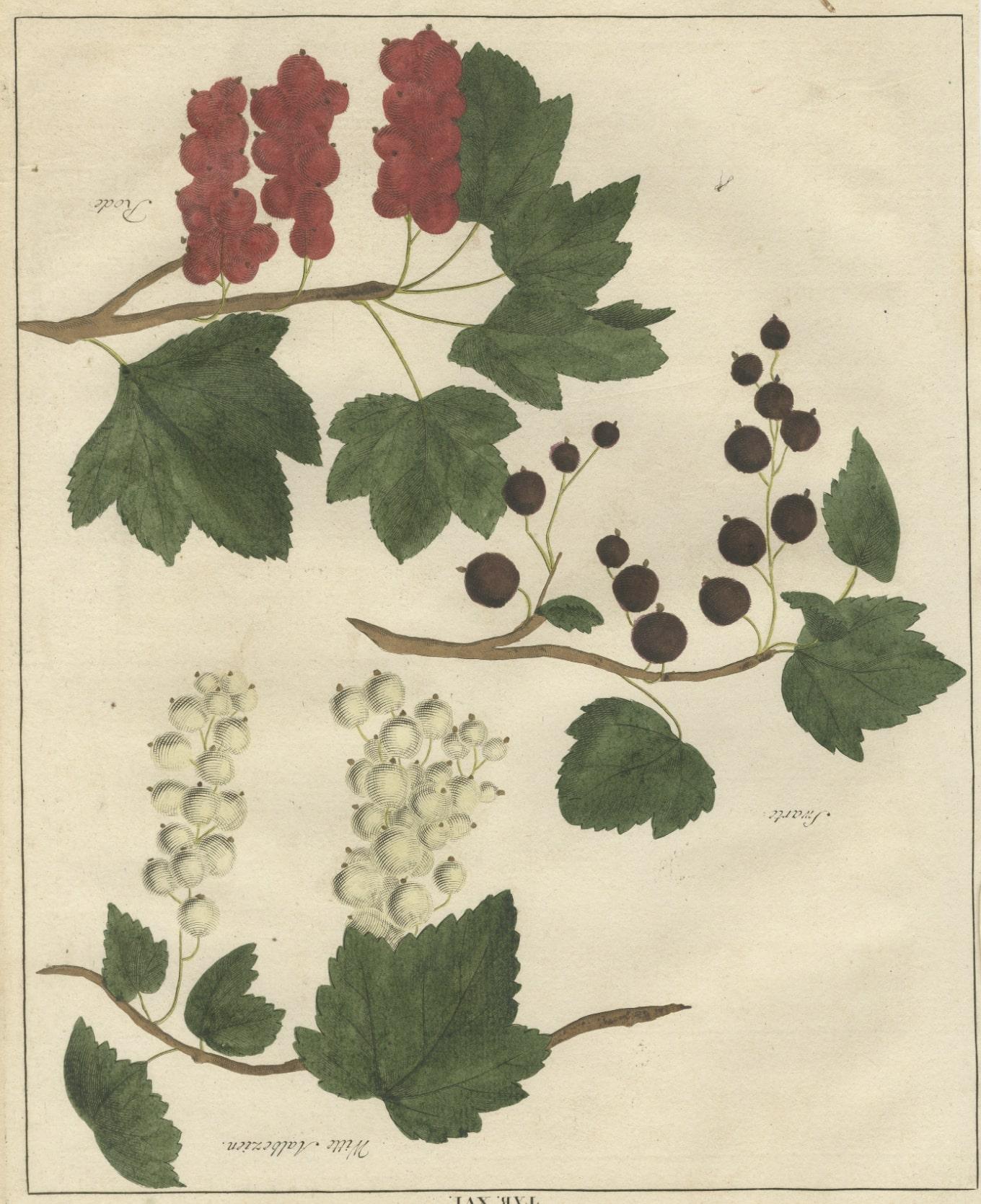 Paper Antique Hand-Colored Print of Currants, 1758 For Sale