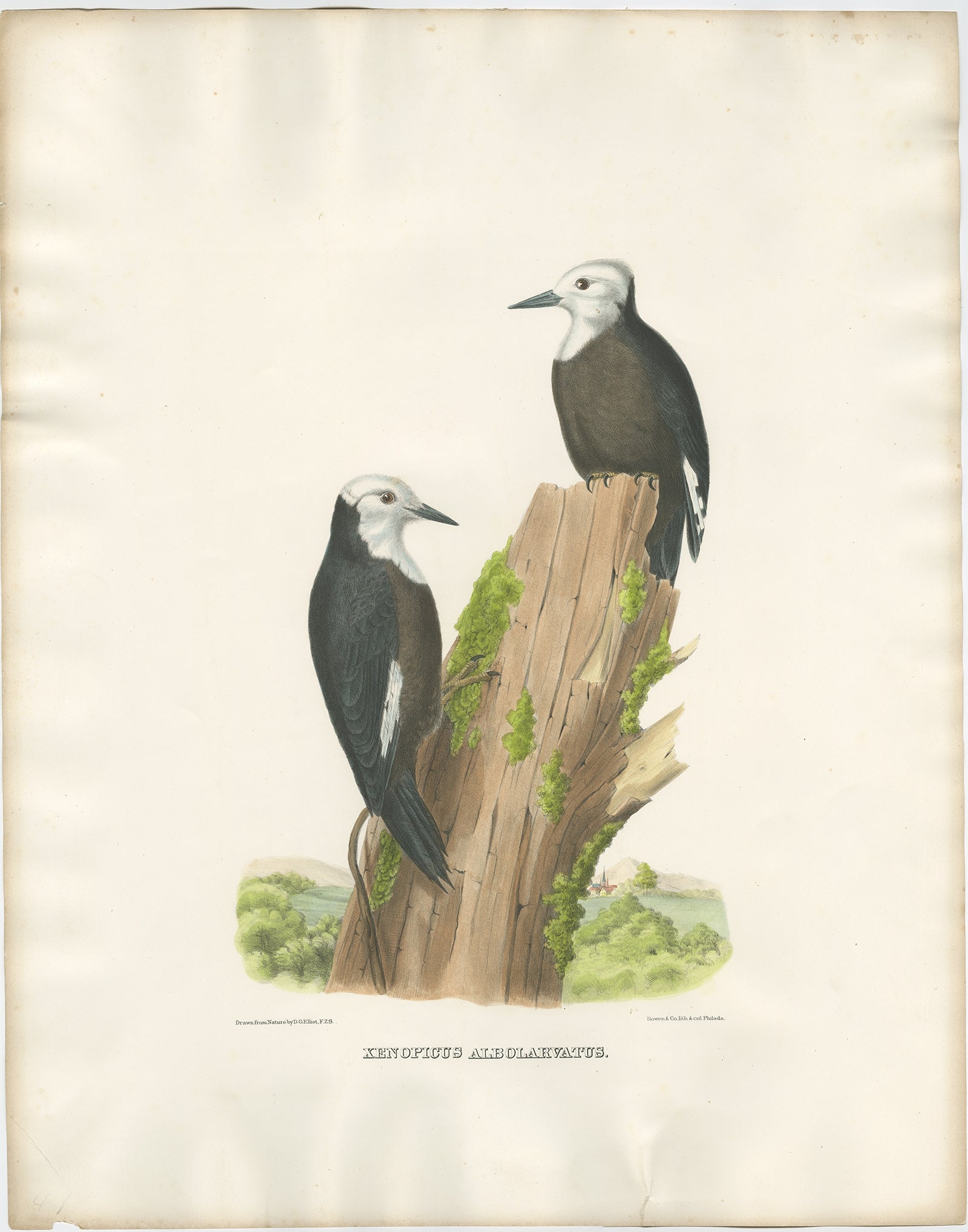 Antique bird print titled 'Xenopicus Albolarvatus'. 

Old bird print depicting two White-Headed Woodpeckers. This print originates from 'The new and heretofore unfigured species of the birds of North America', published 1866-1869.

This spectacular