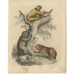 Antique Hand-Colored Print of Sloth Species, The Slowest Mammals on Earth, 1847