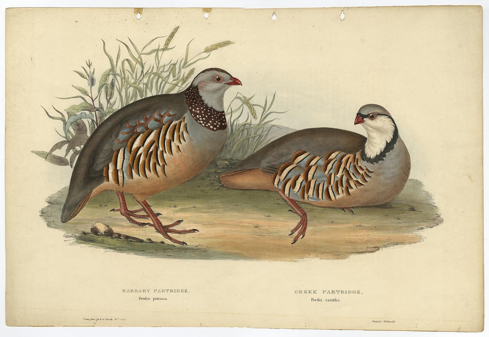 Description: Antique bird print titled 'Barbary Partridge (Perdix petrosa) - Greek Partridge (Perdix saxitilis).' 

This plate shows the Barbary Partridge and the Greek Partridge. These birds from the Partridge family are expertly hand-colored in