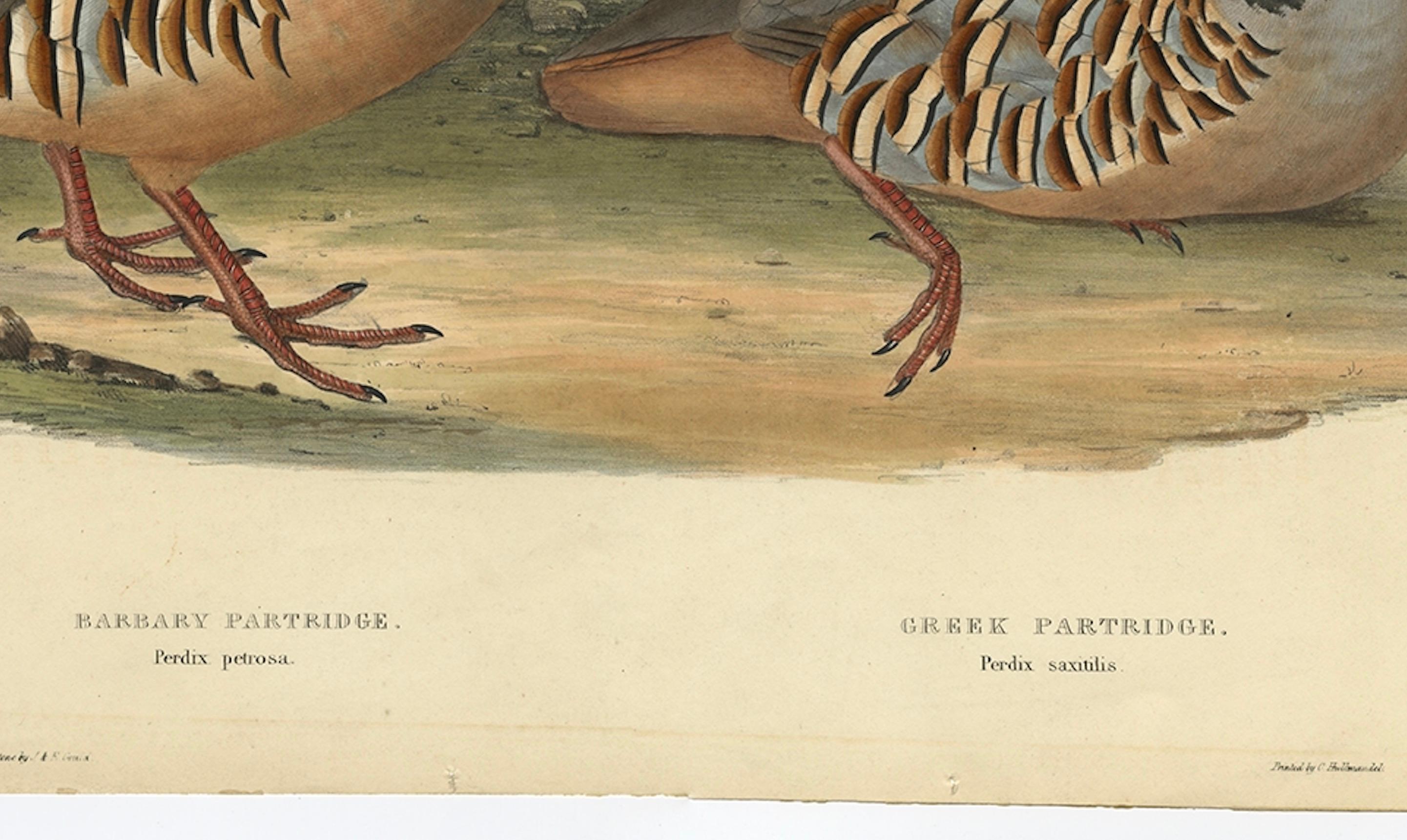 Antiker handkolorierter Druck des Barbarischen und griechischen Teilridges von Gould, 1832 (Mittleres 19. Jahrhundert) im Angebot