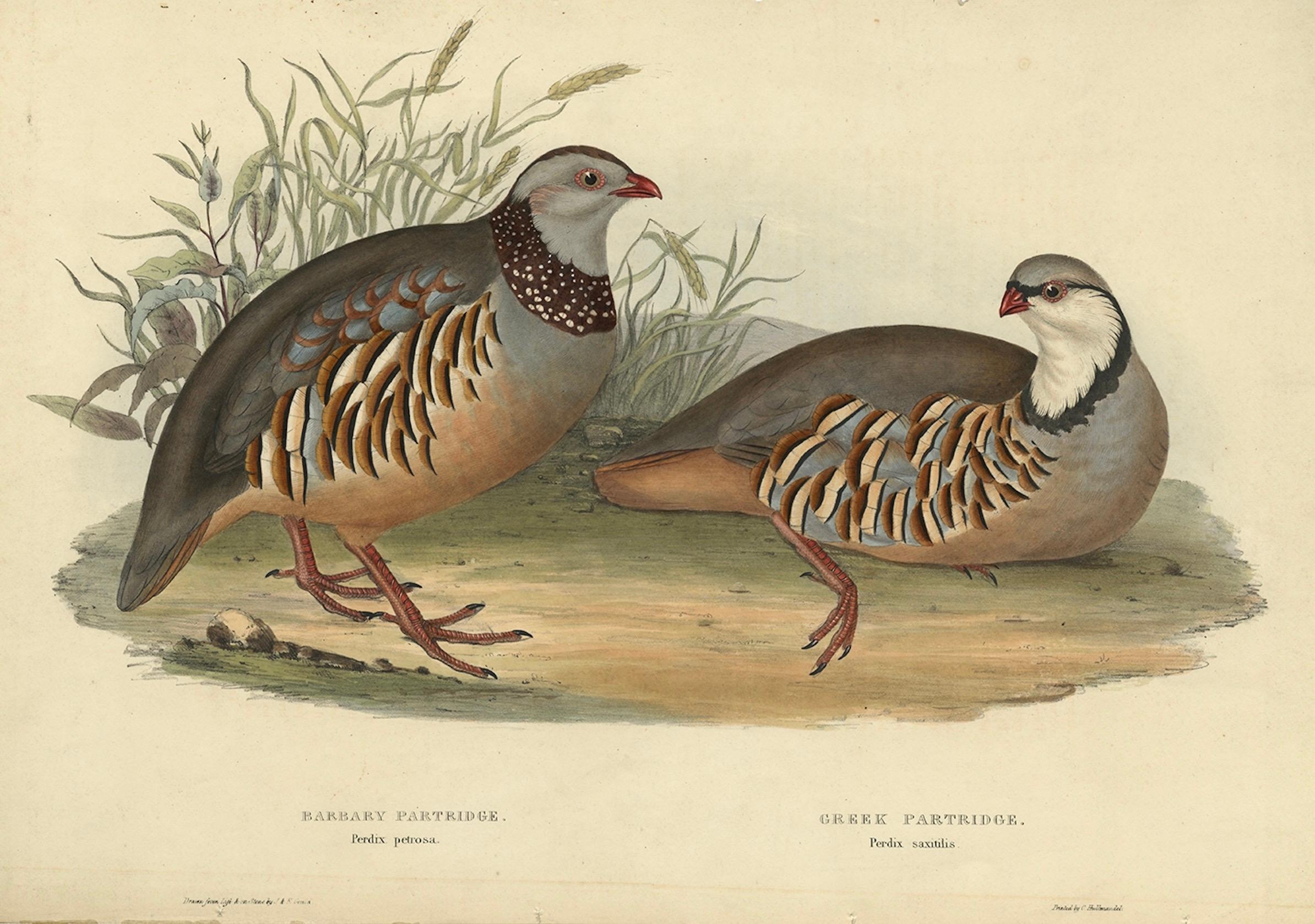 Antiker handkolorierter Druck des Barbarischen und griechischen Teilridges von Gould, 1832 im Angebot 3