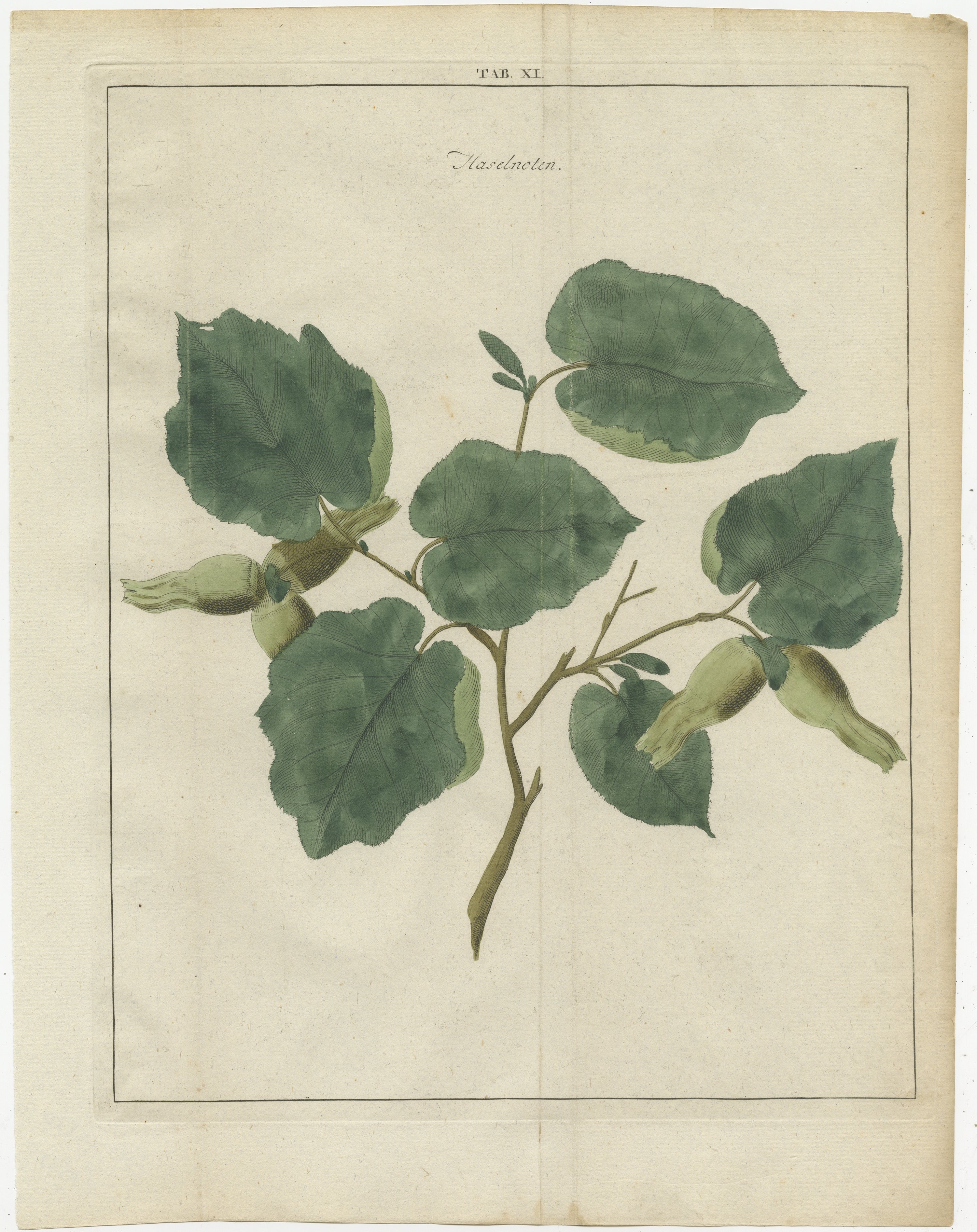 Antique print of the common hazel. Originates from 'Pomologia' by J. H. Knoop.

Artists and Engravers: Published by Johann Hermann Knoop (c.1700-1769).

Condition: Good, general age-related toning. Minor wear, blank verso. Please study image